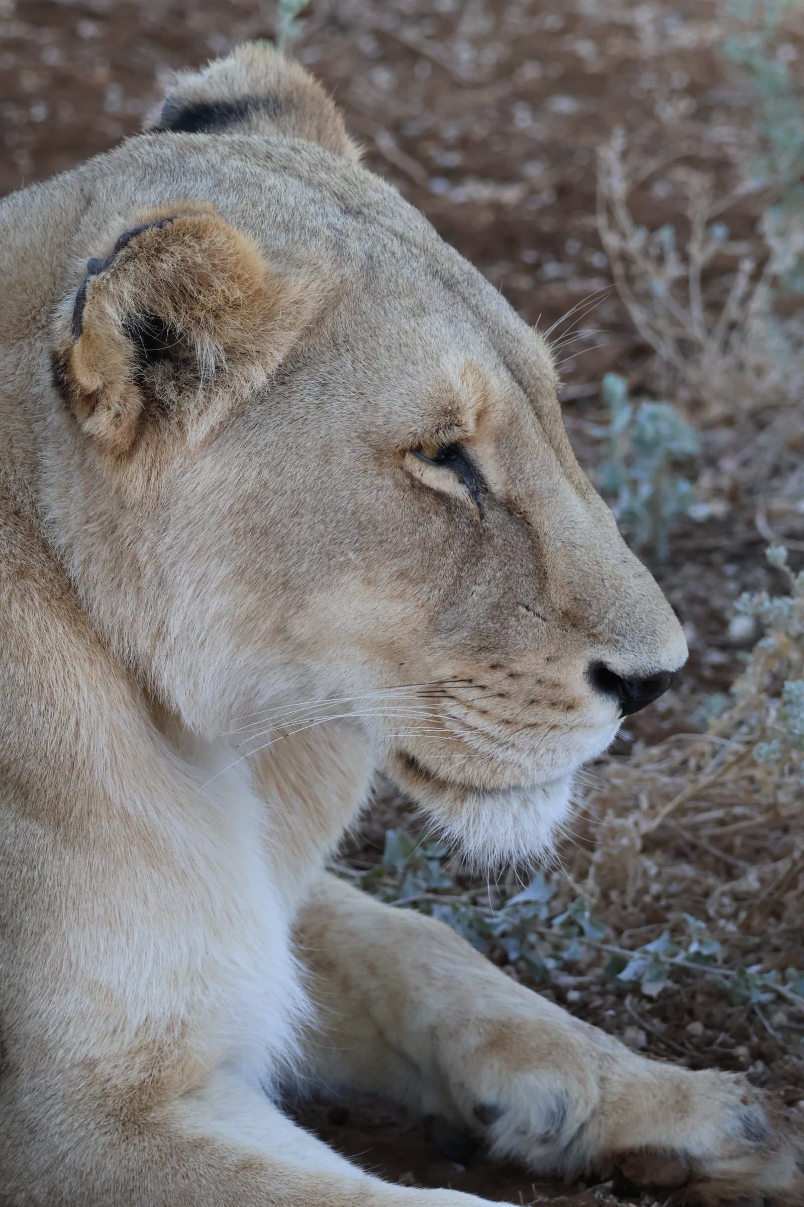 Animal 149