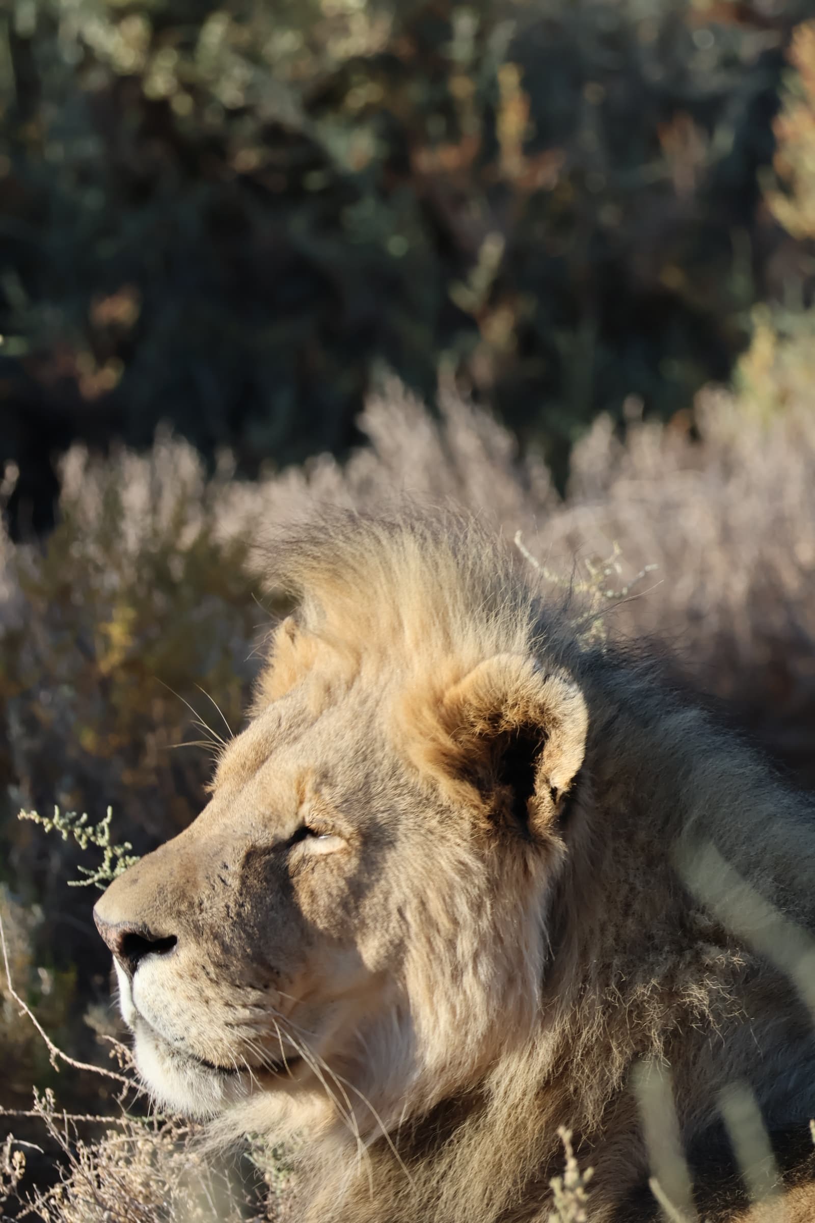 Animal 132