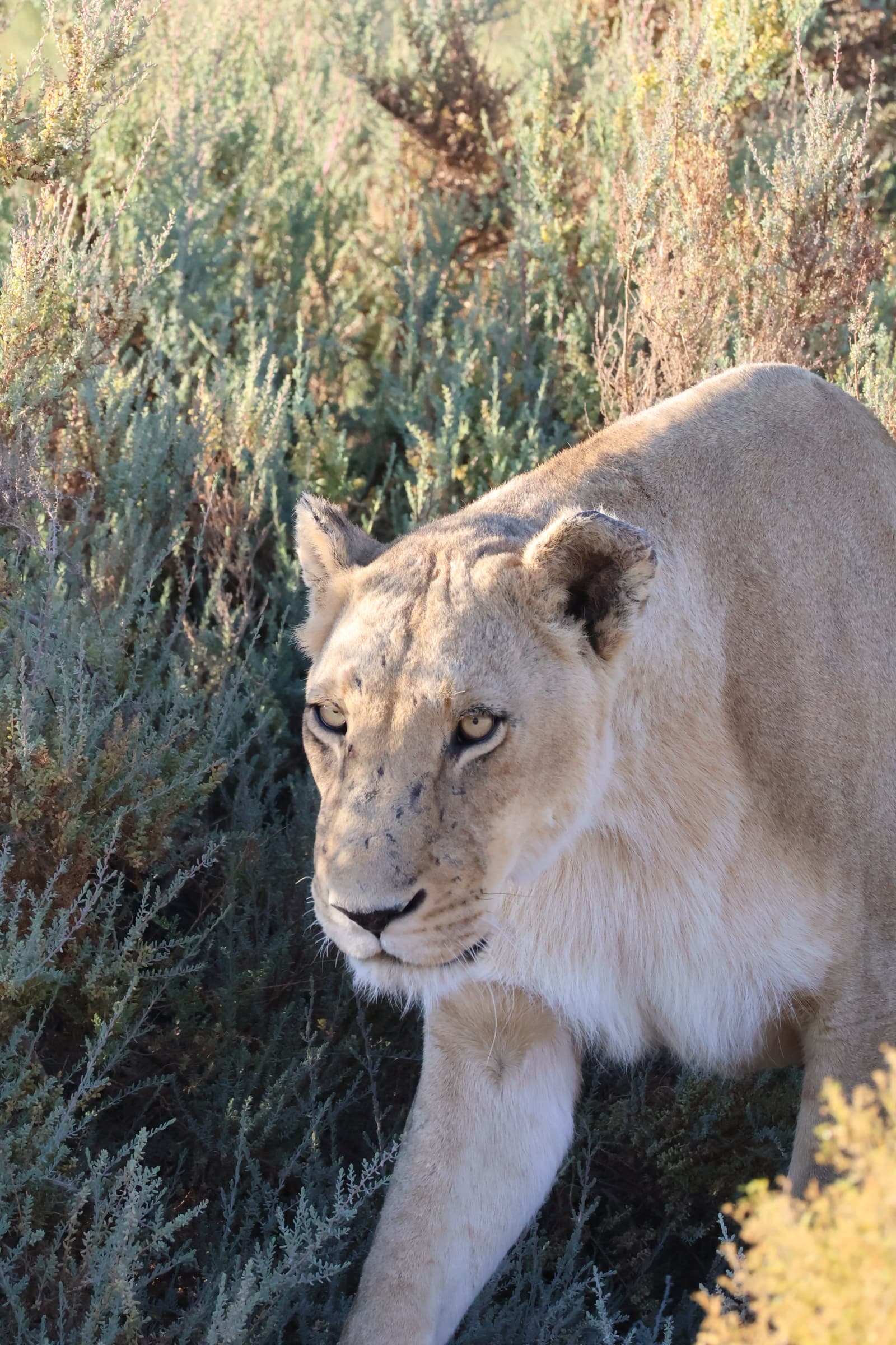 Animal 61