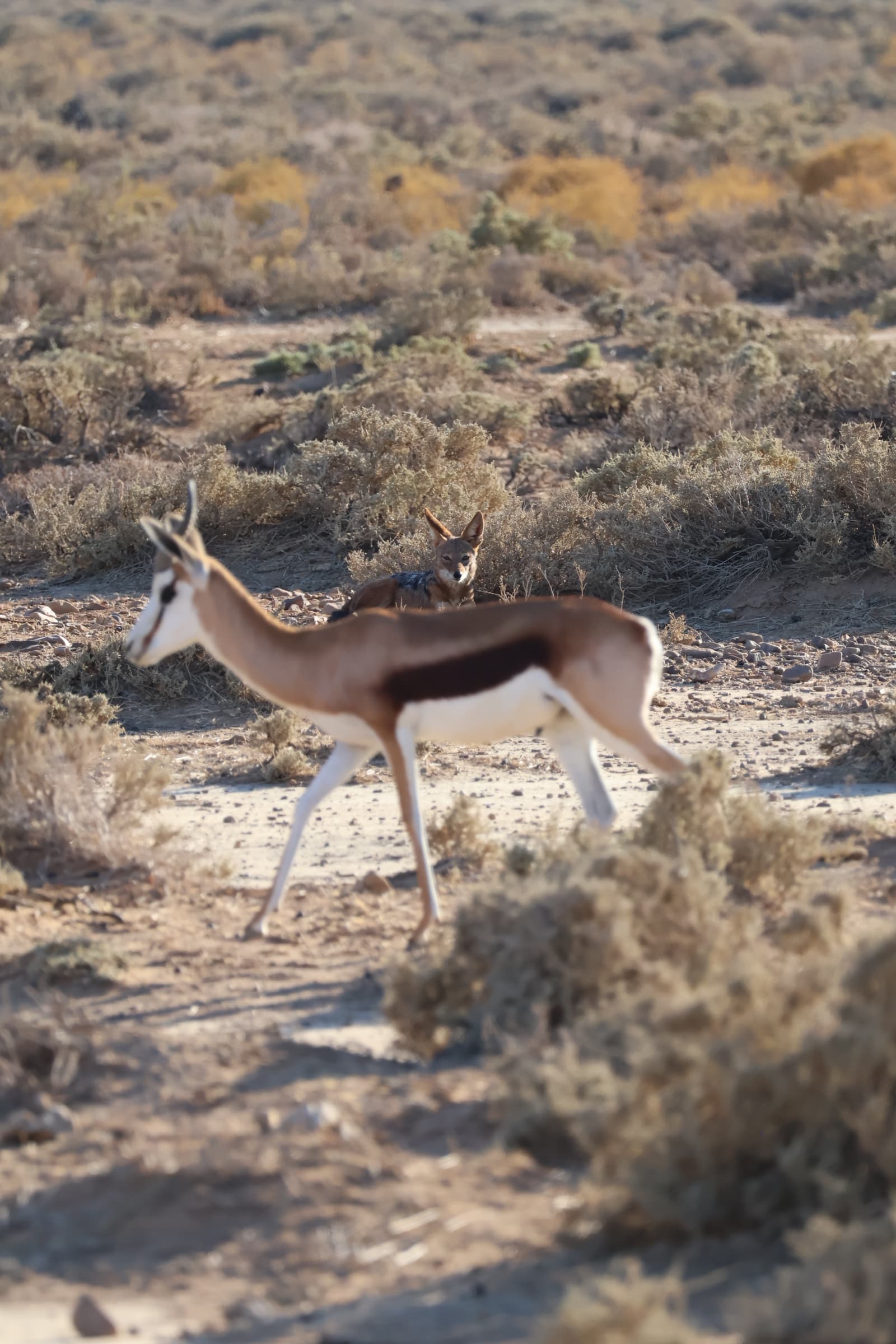 Animal 108