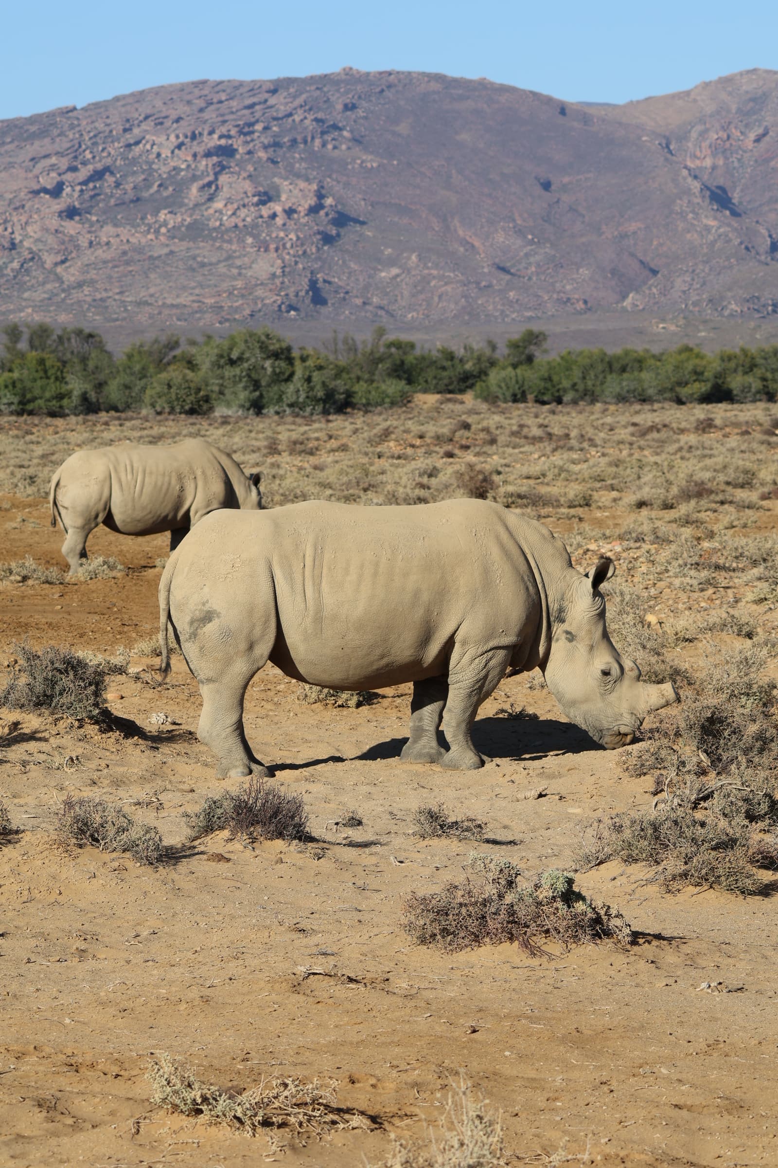 Animal 6