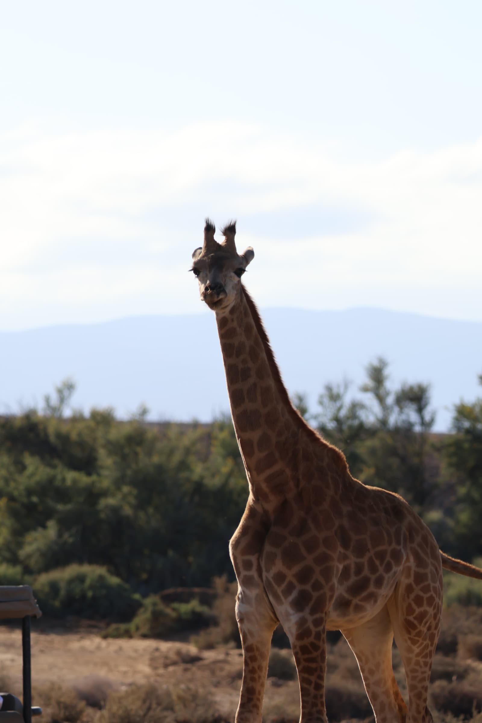Animal 115