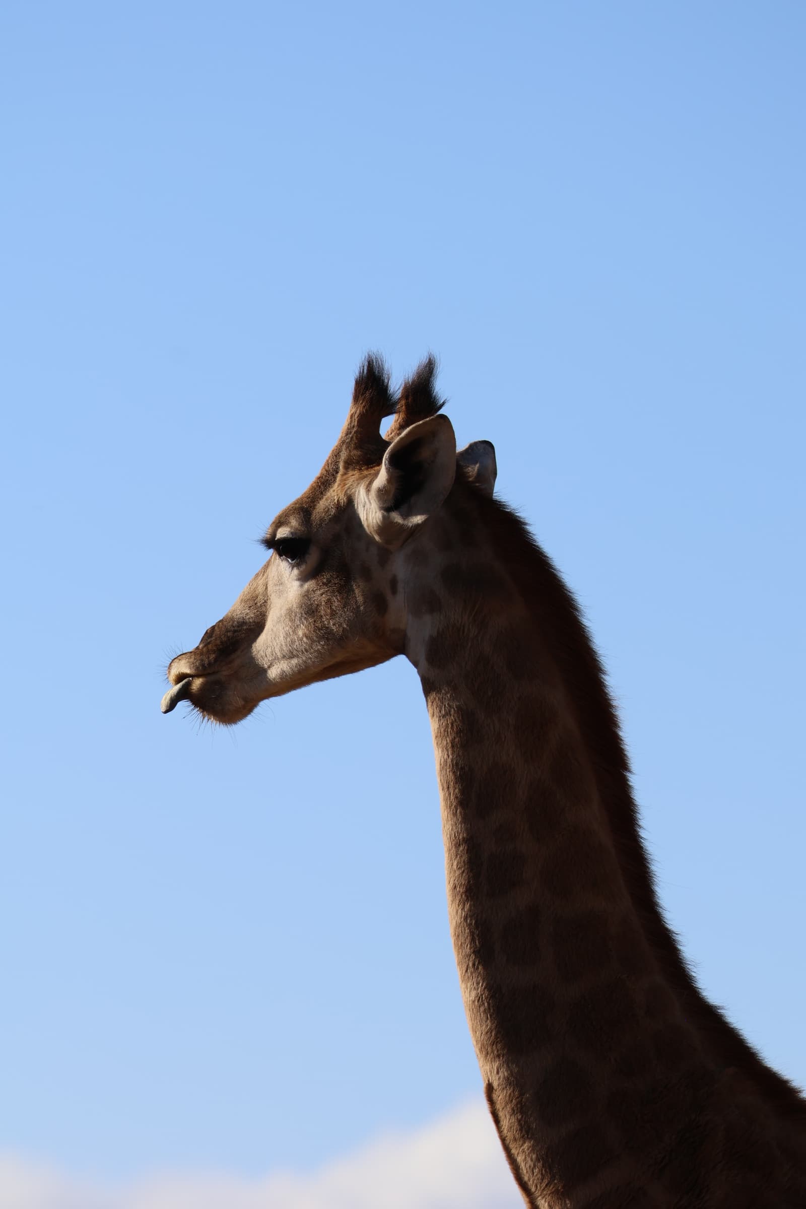 Animal 104