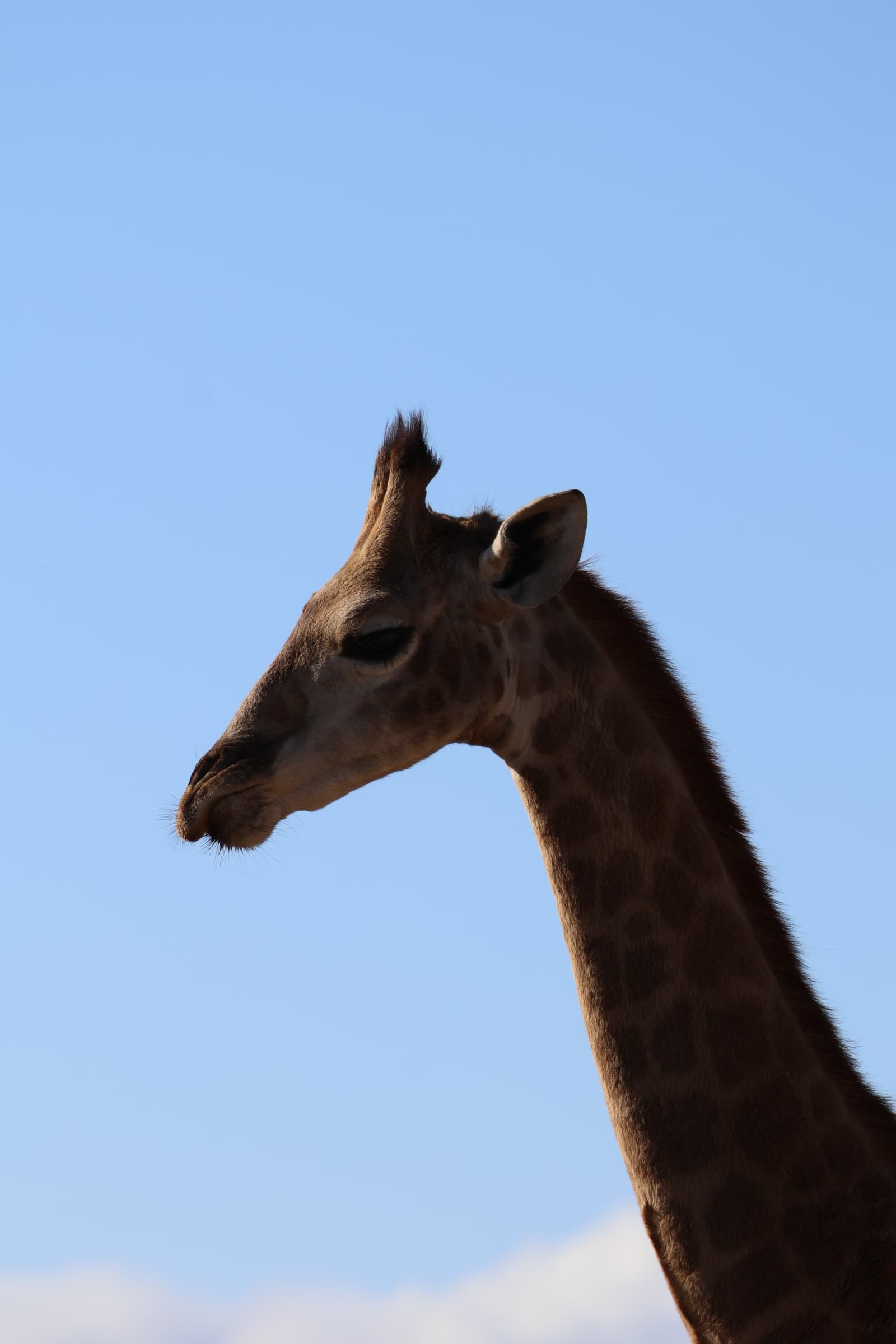 Animal 135