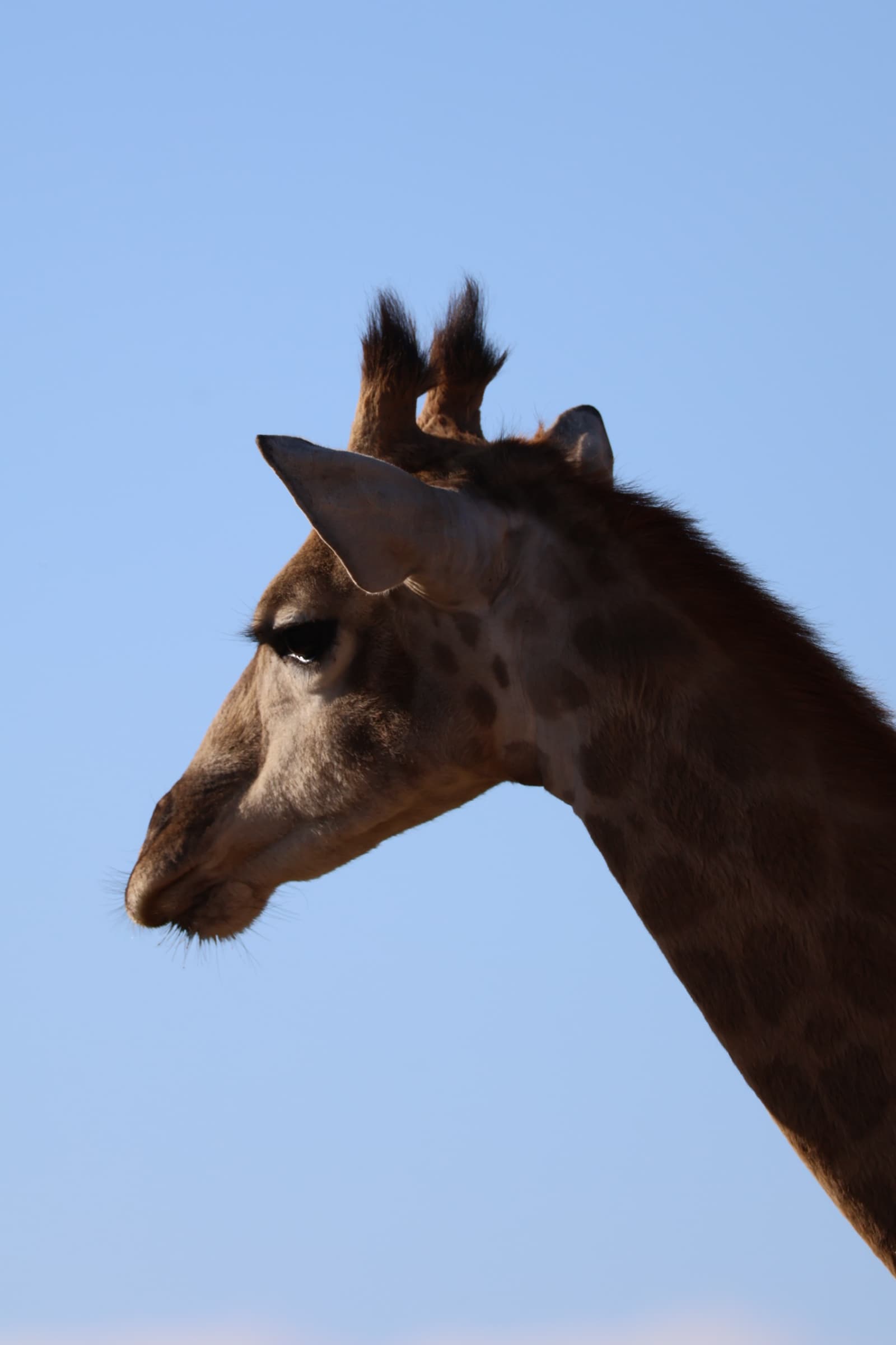 Animal 133