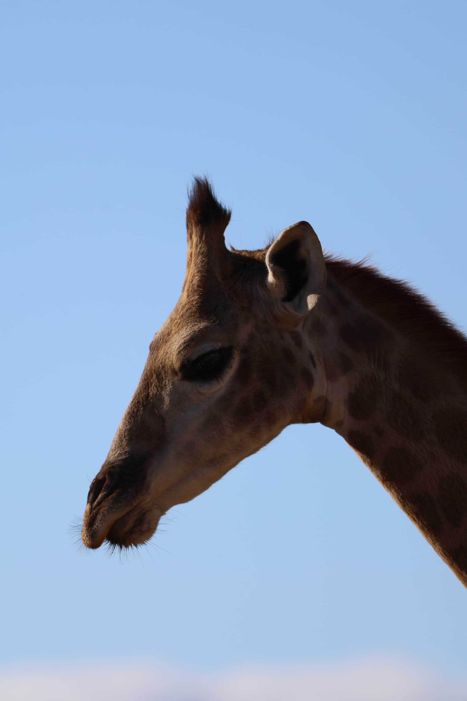 Animal 158