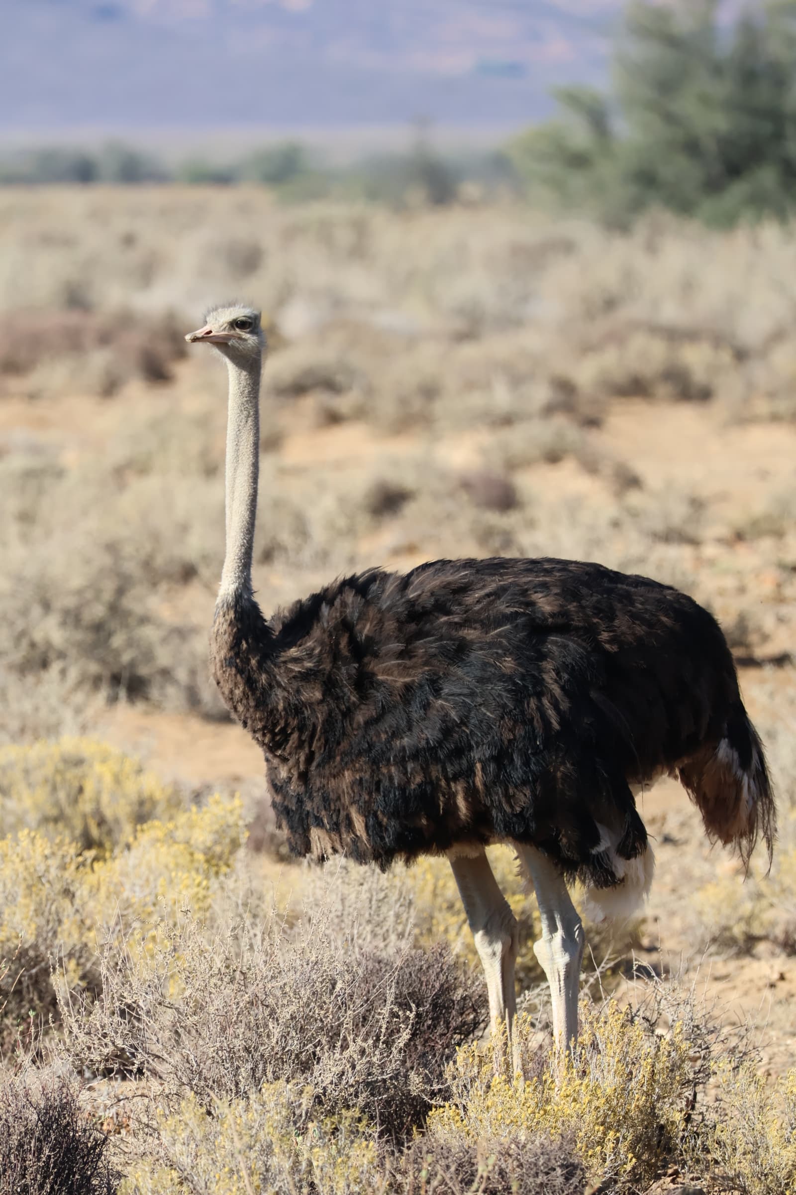 Animal 140