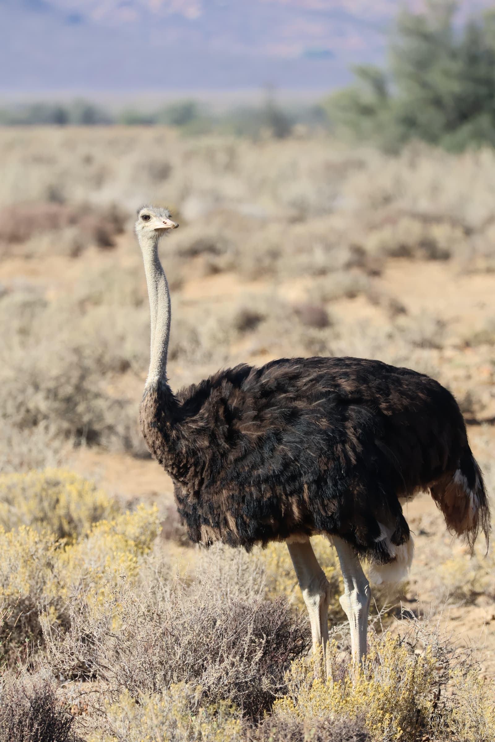 Animal 84