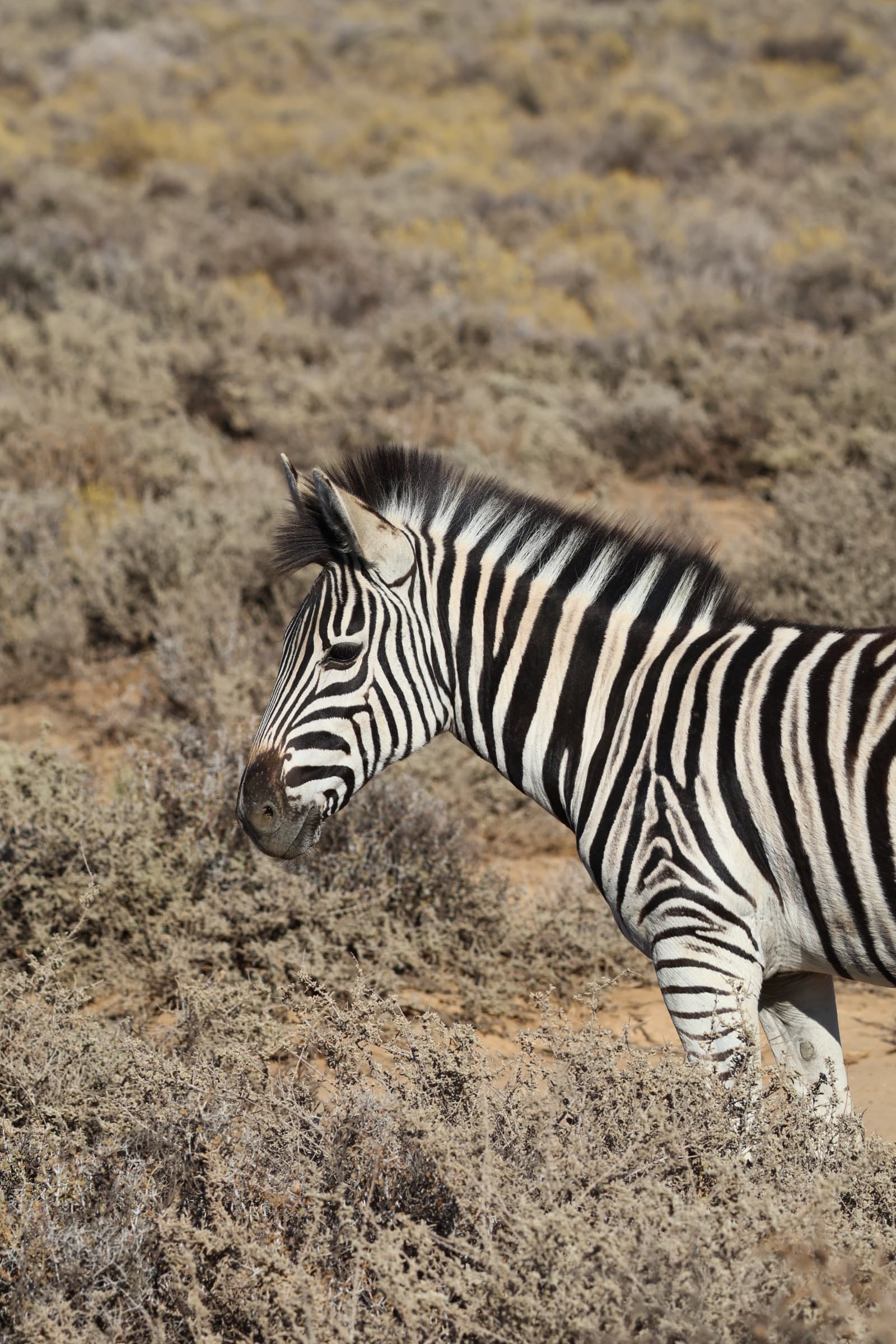 Animal 35