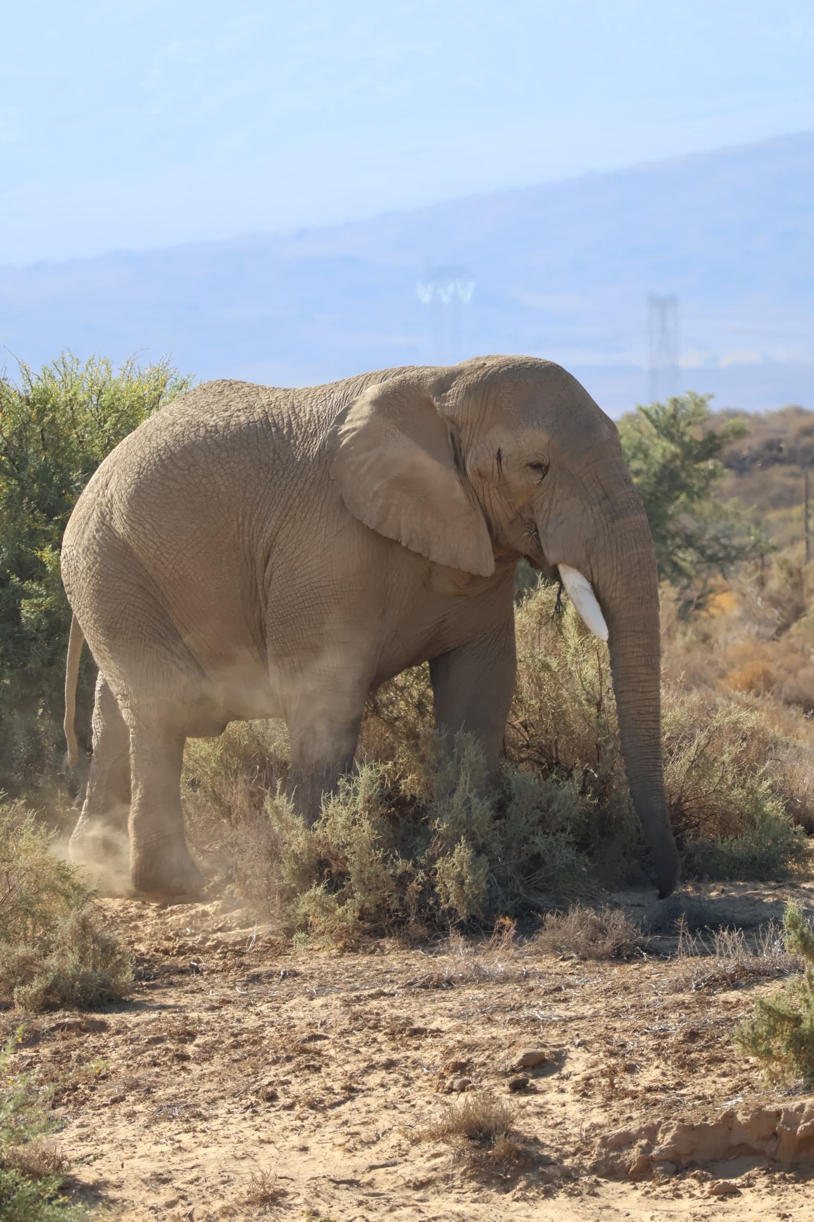 Animal 18
