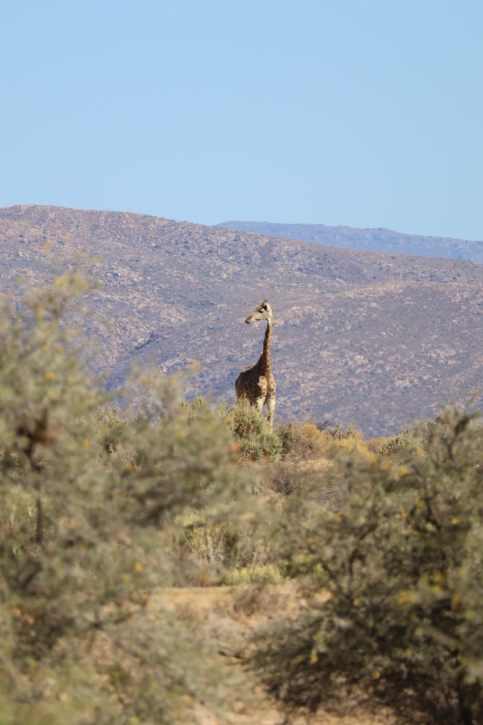 Animal 116