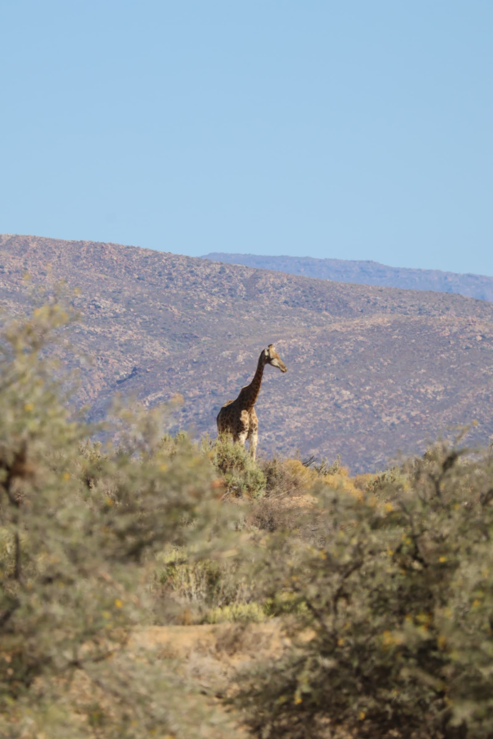 Animal 153