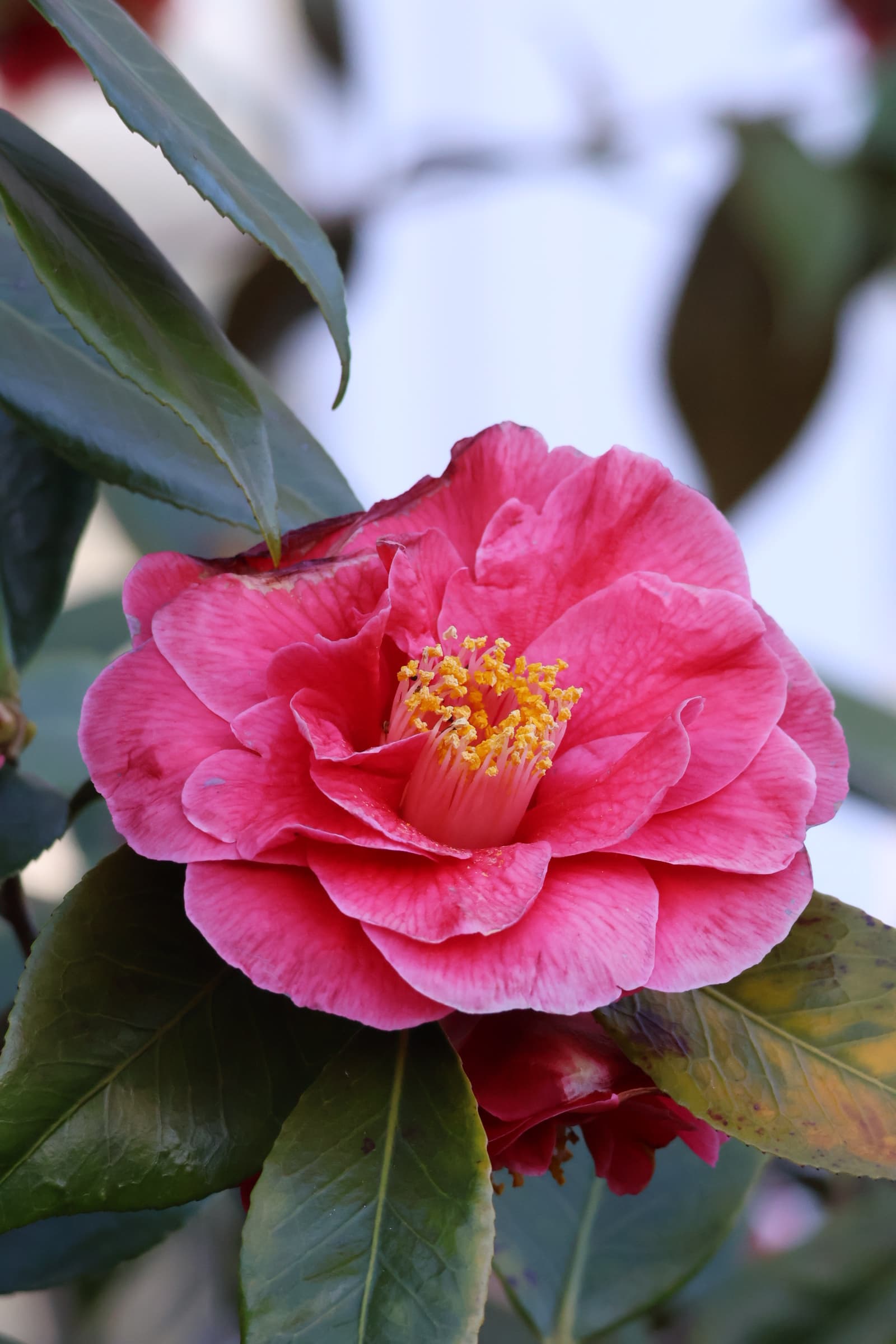 Flower 193