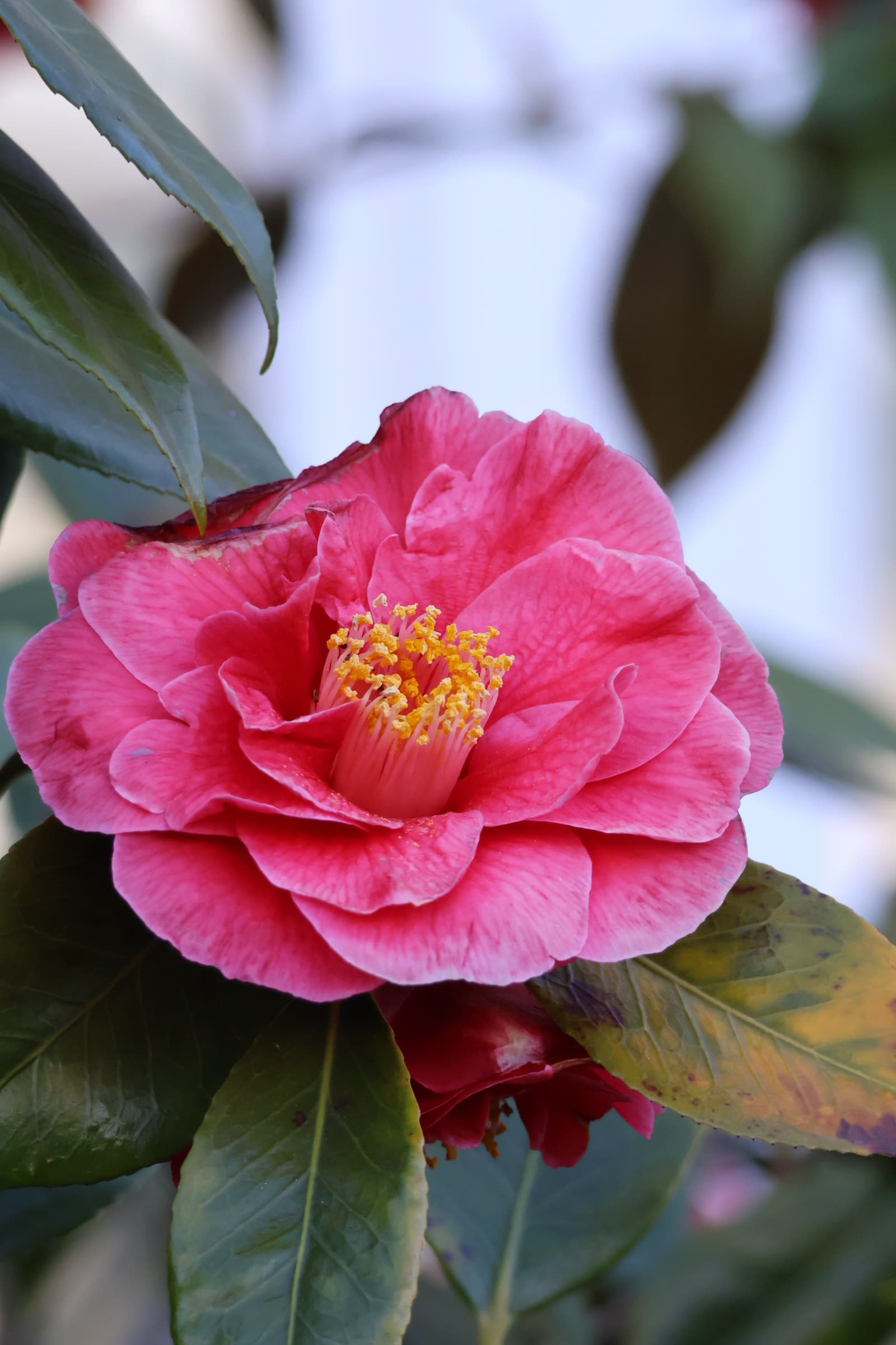 Flower 310