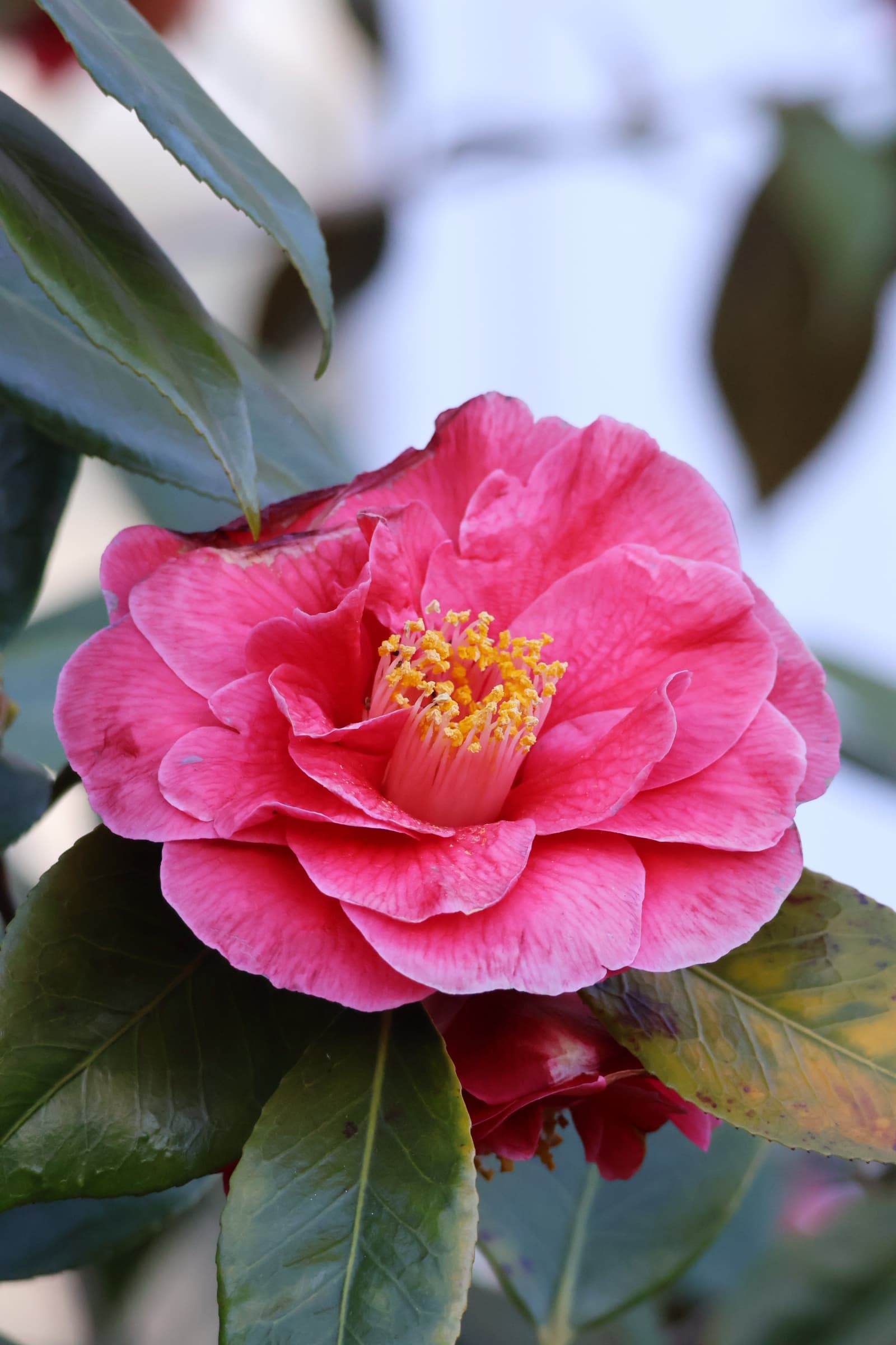 Flower 264