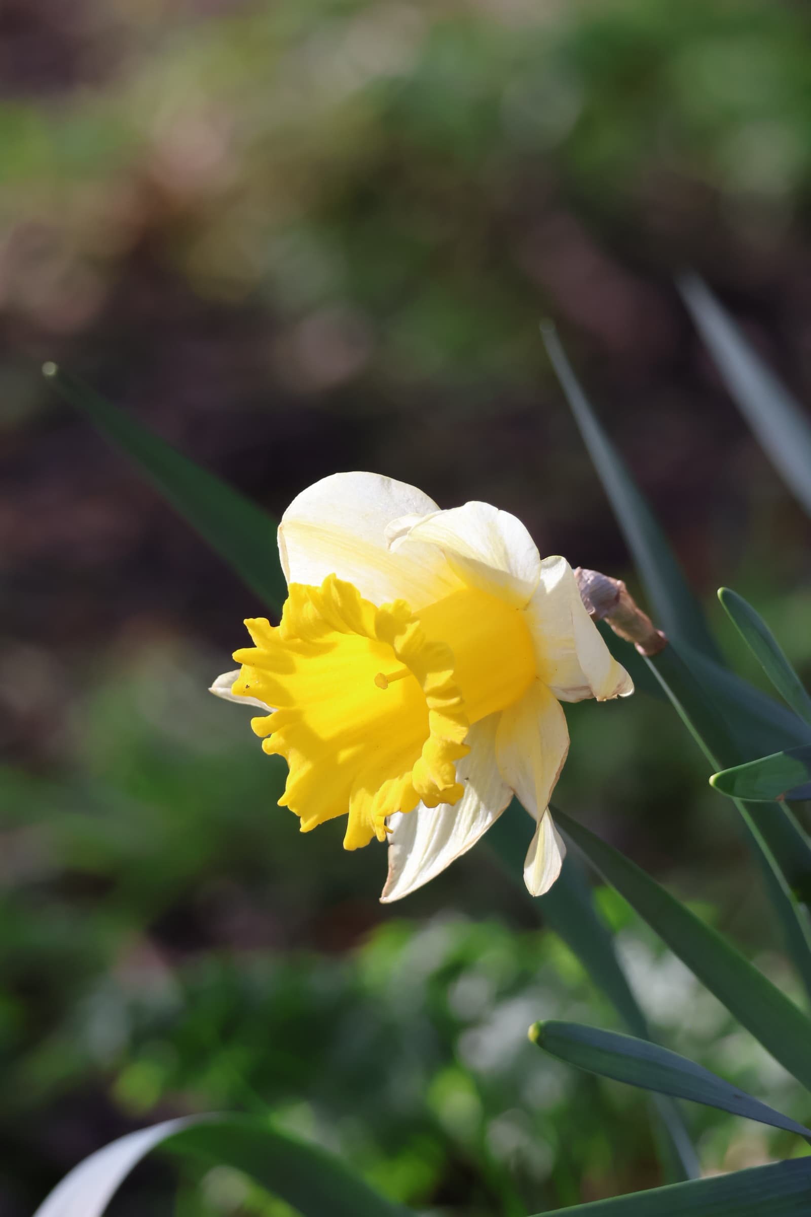 Flower 327