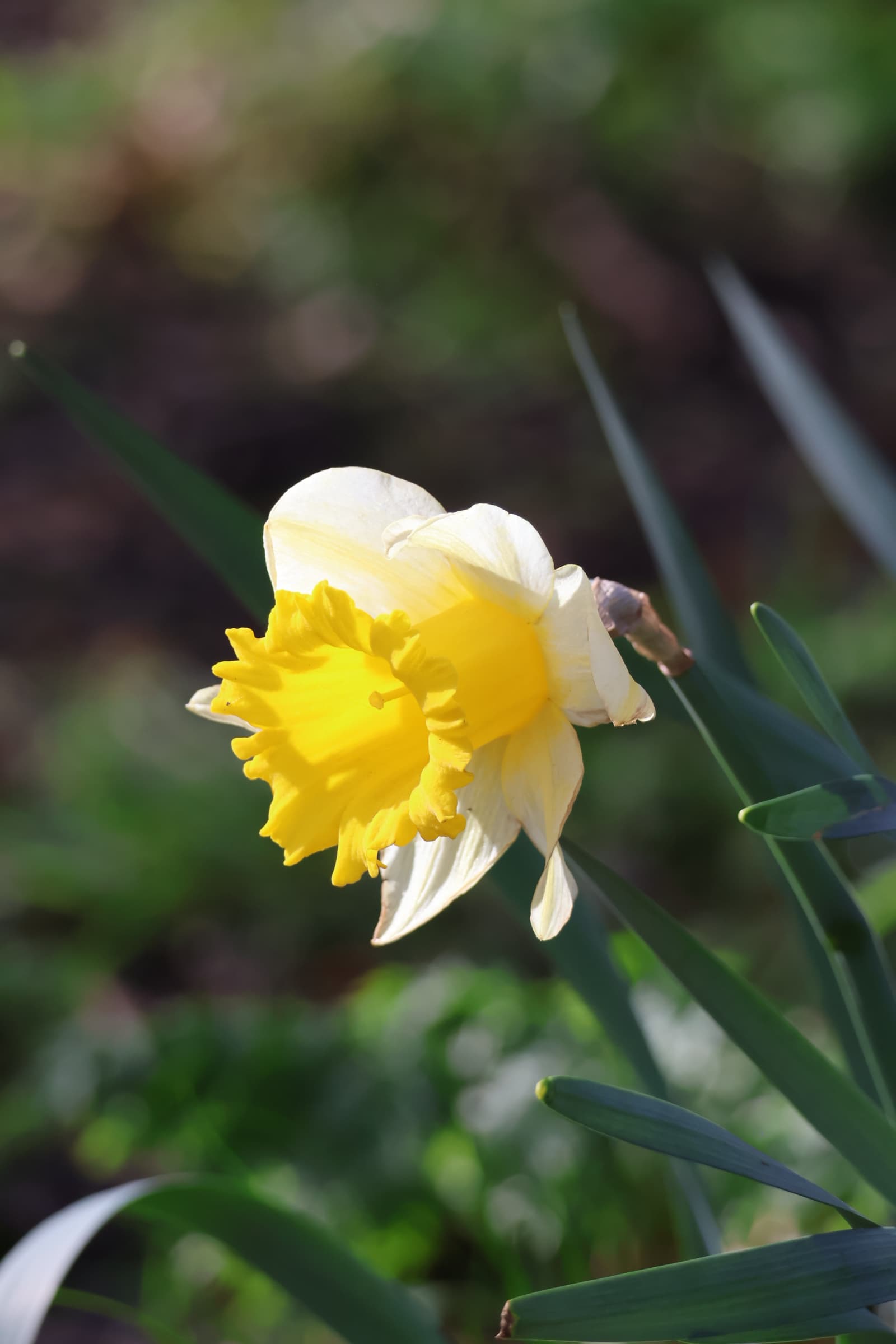 Flower 533