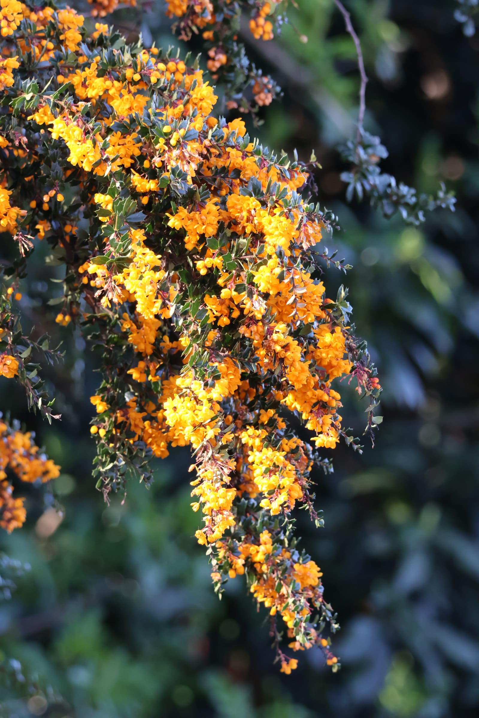 Flower 549