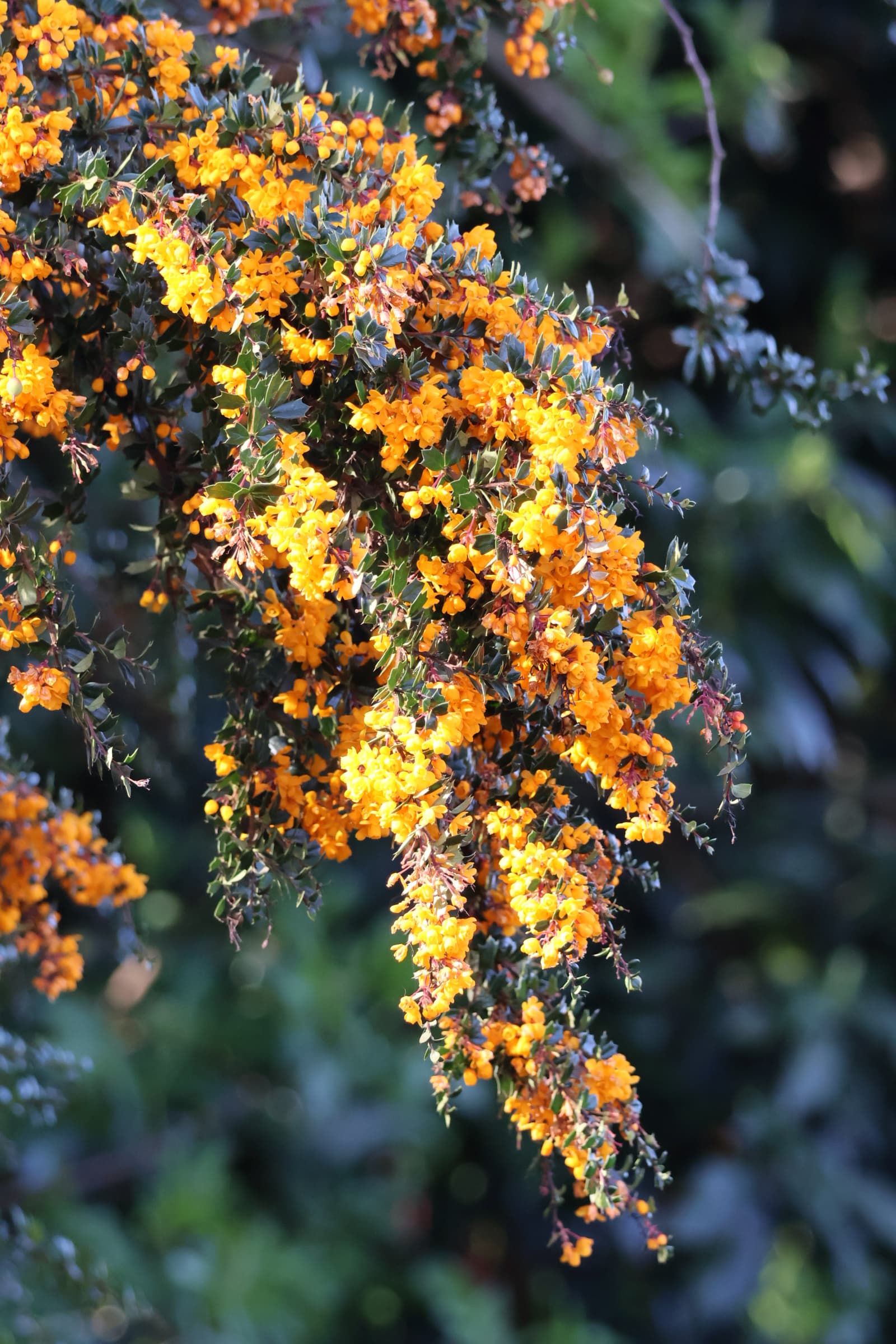 Flower 338