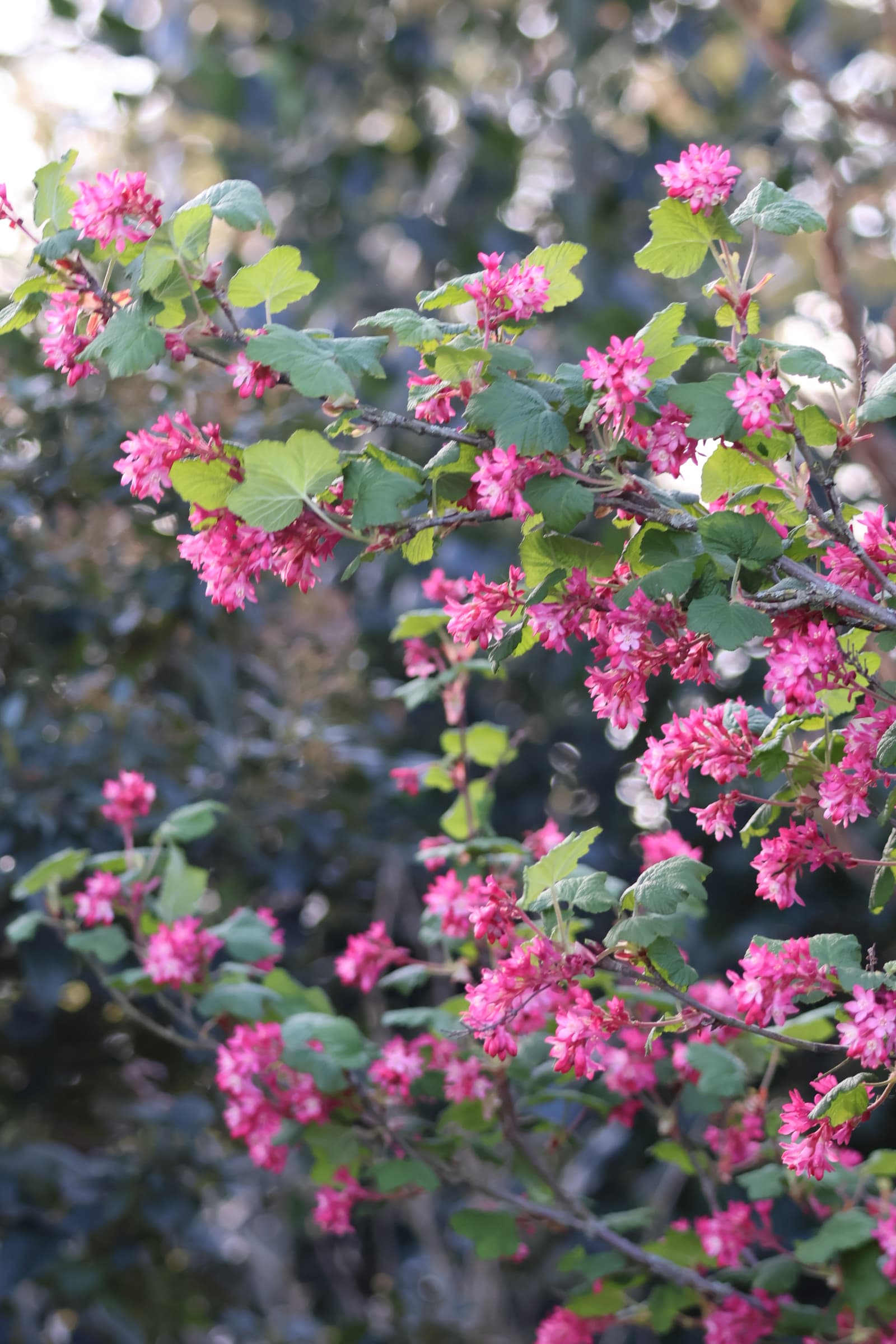 Flower 80