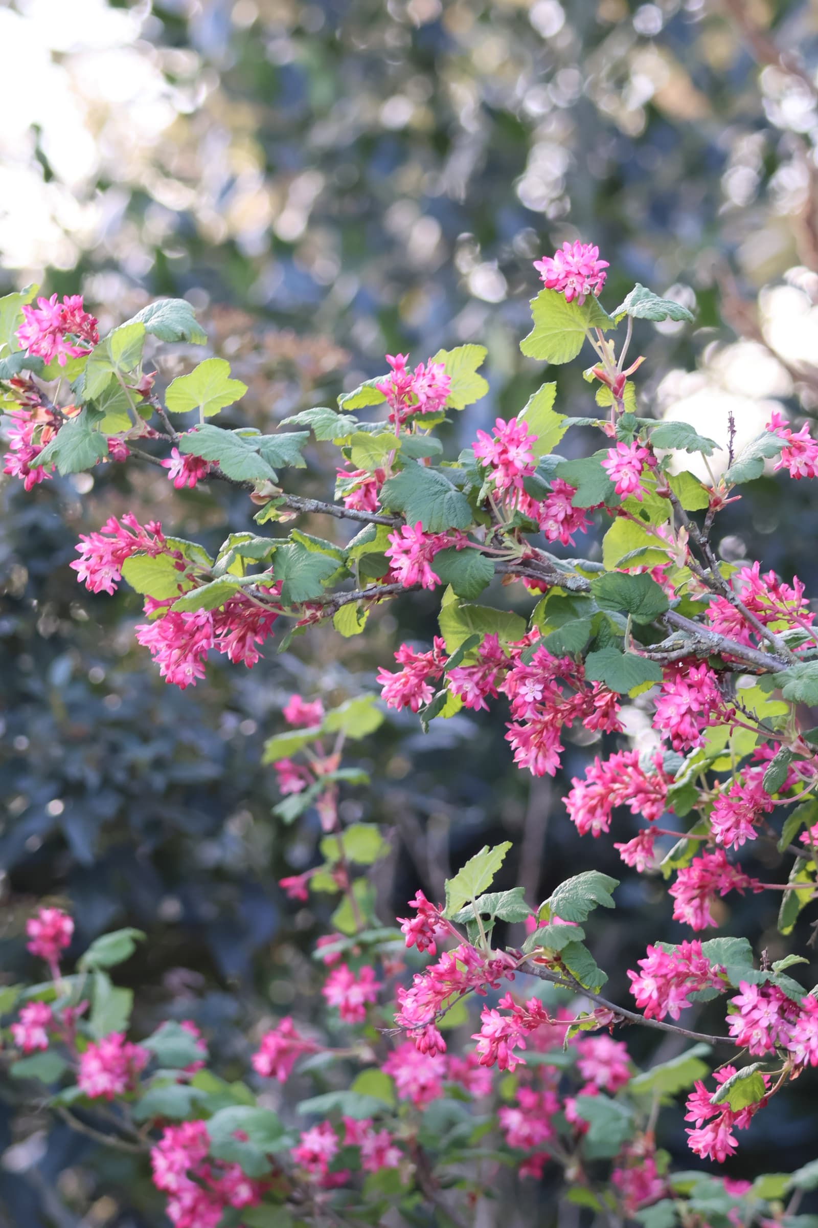 Flower 462