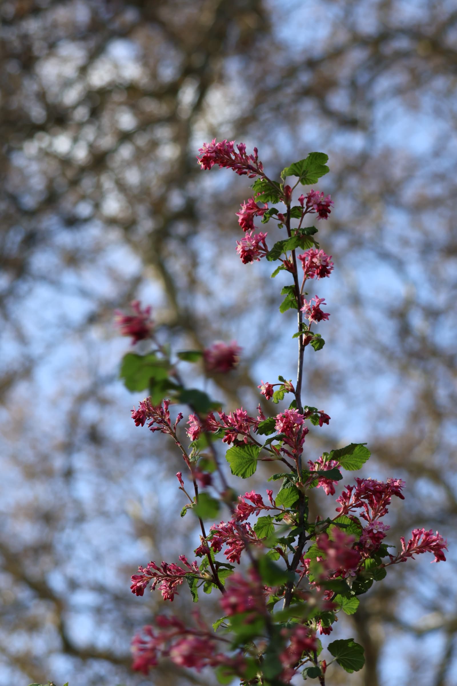 Flower 227