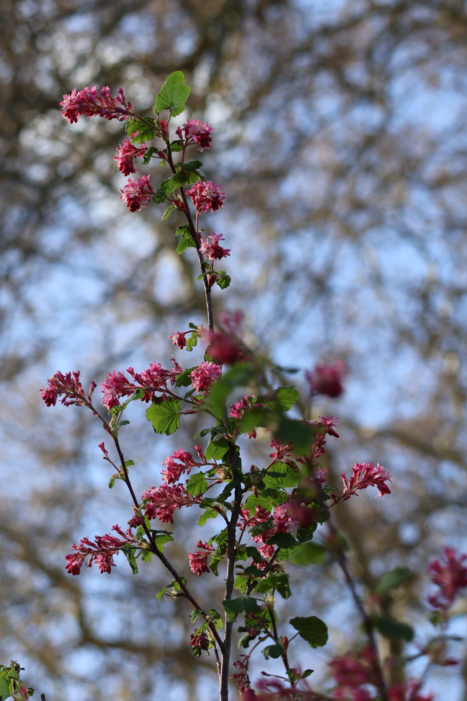 Flower 515