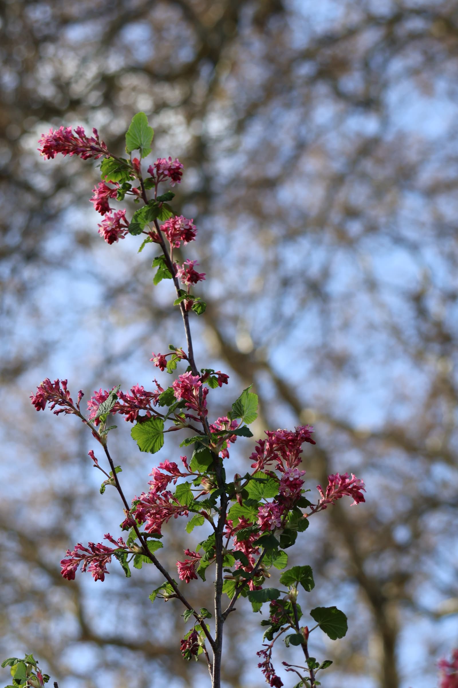 Flower 211