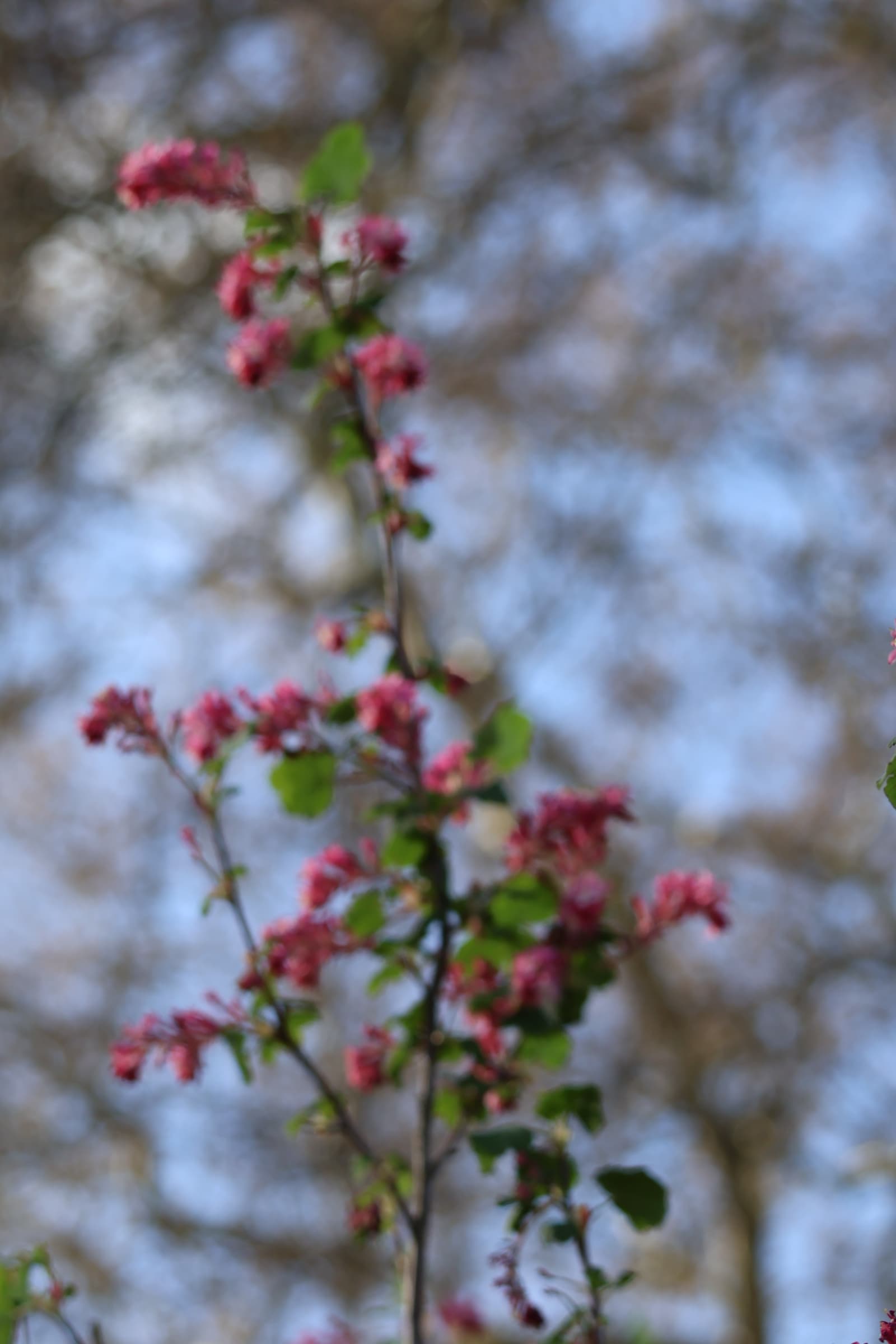 Flower 147