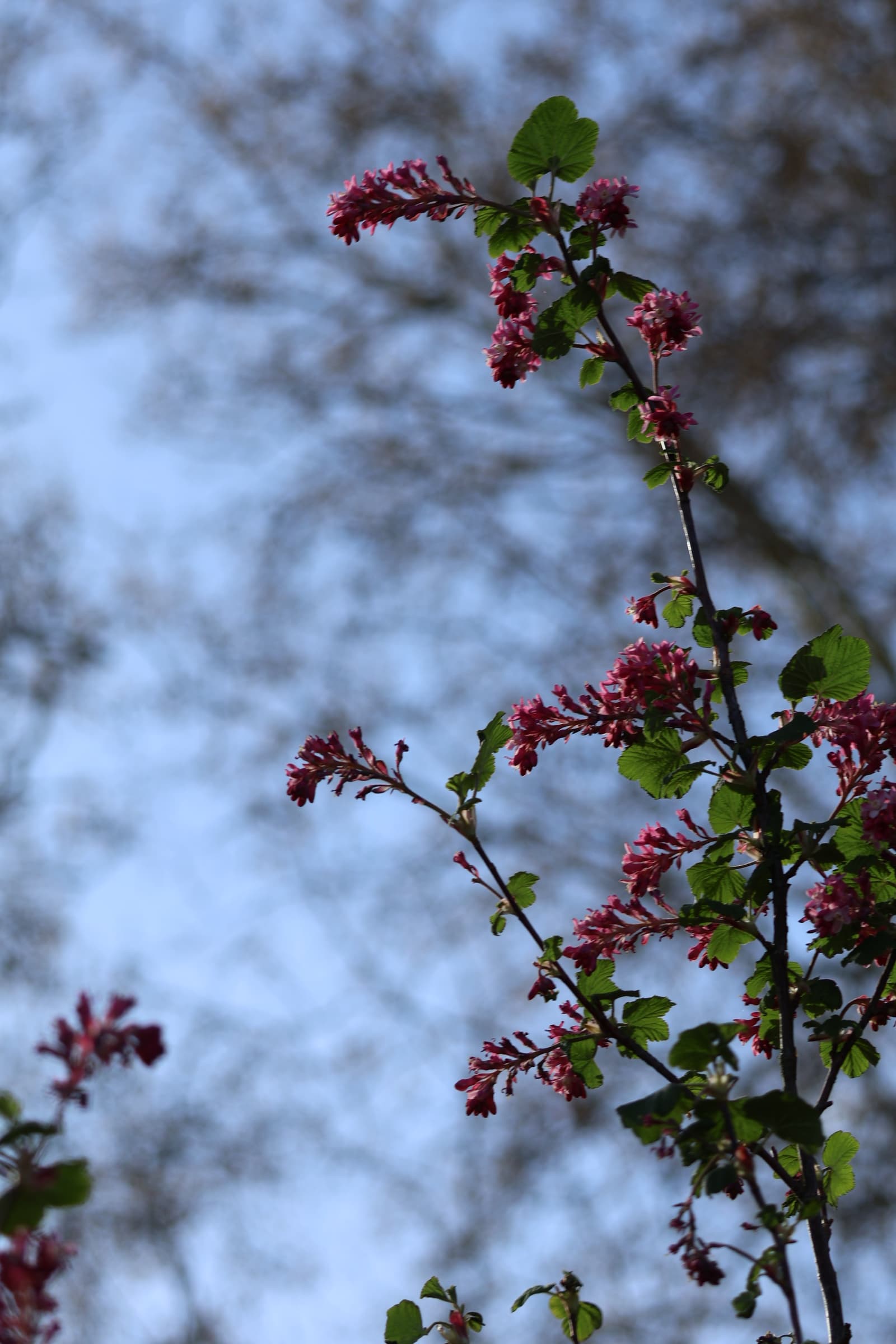 Flower 518
