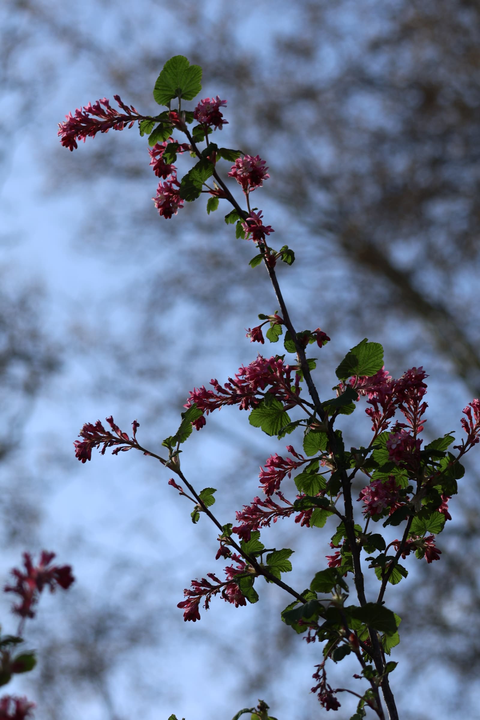 Flower 241