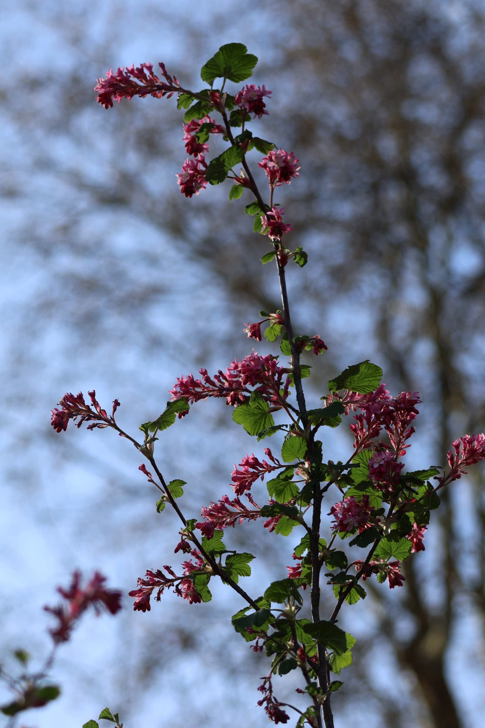Flower 528