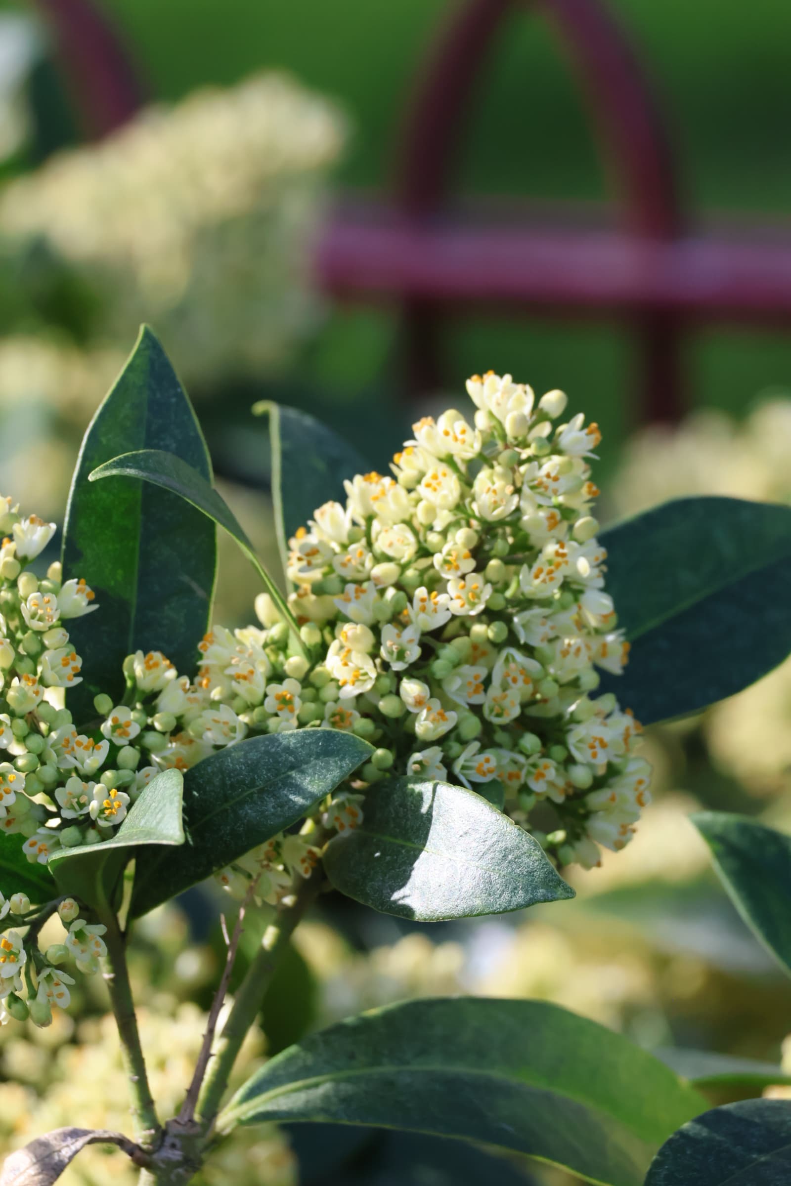 Flower 201