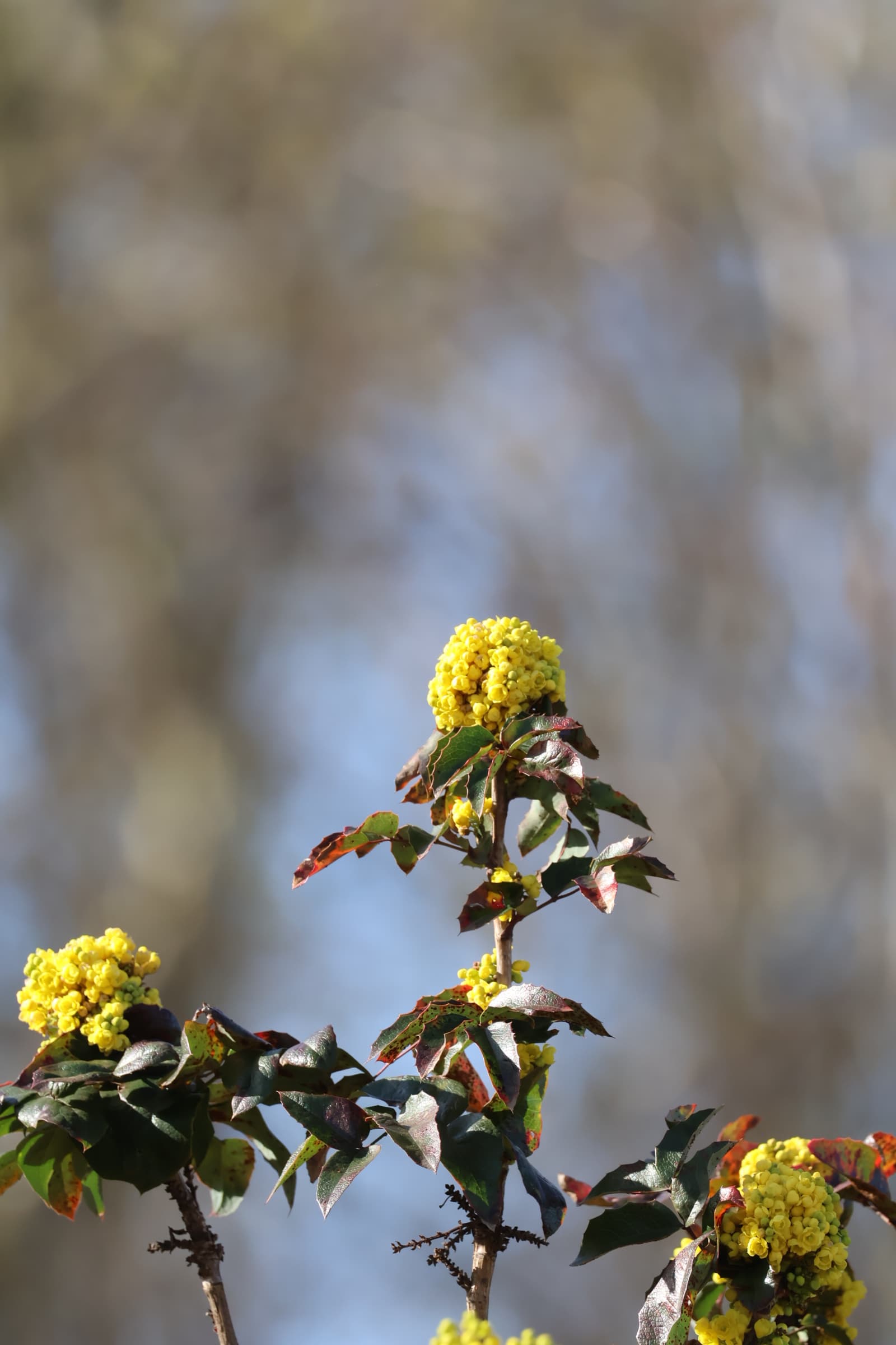 Flower 181