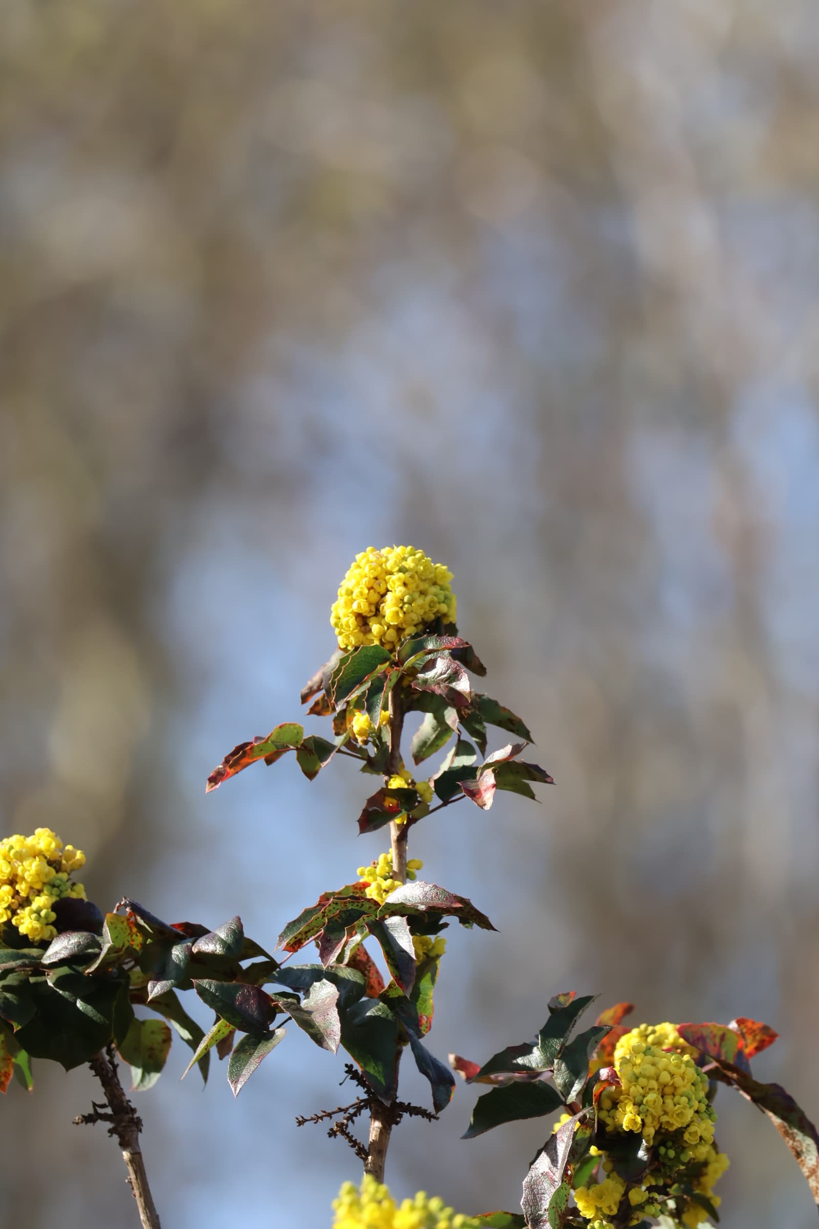 Flower 73