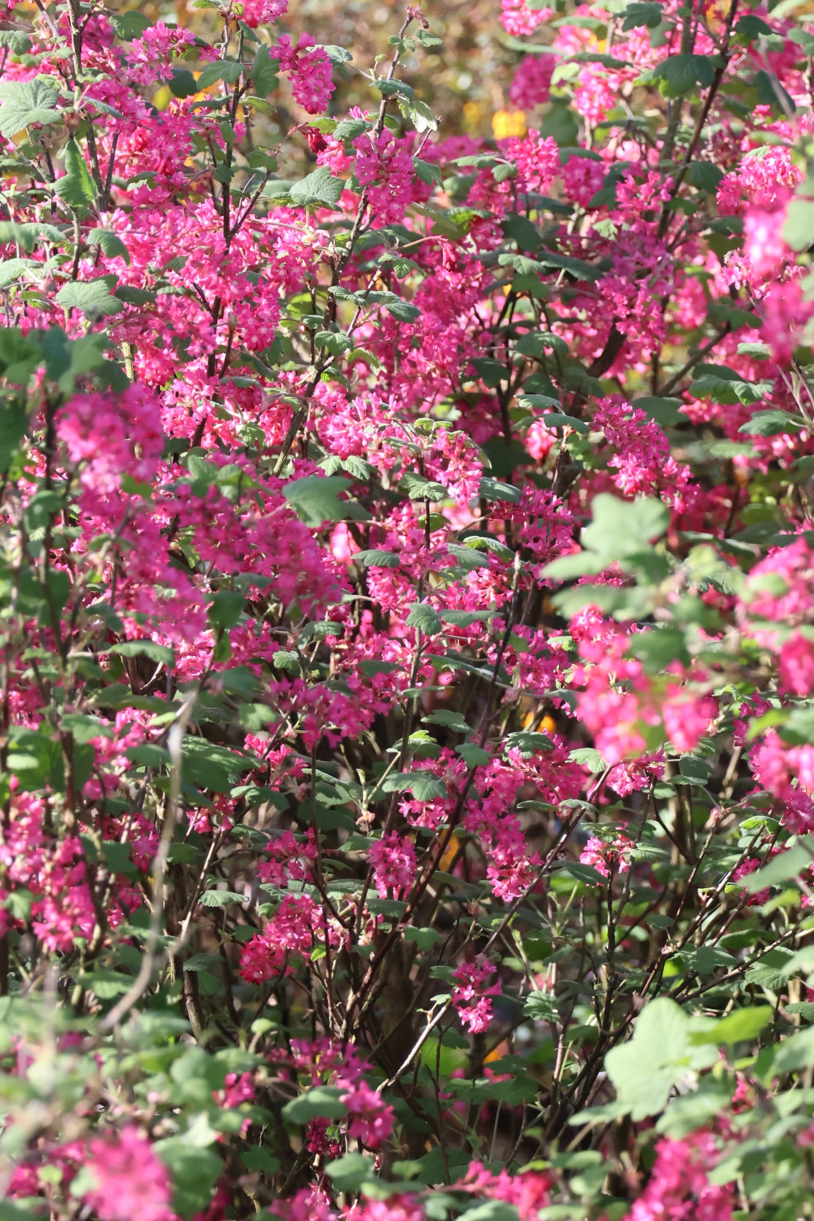 Flower 208