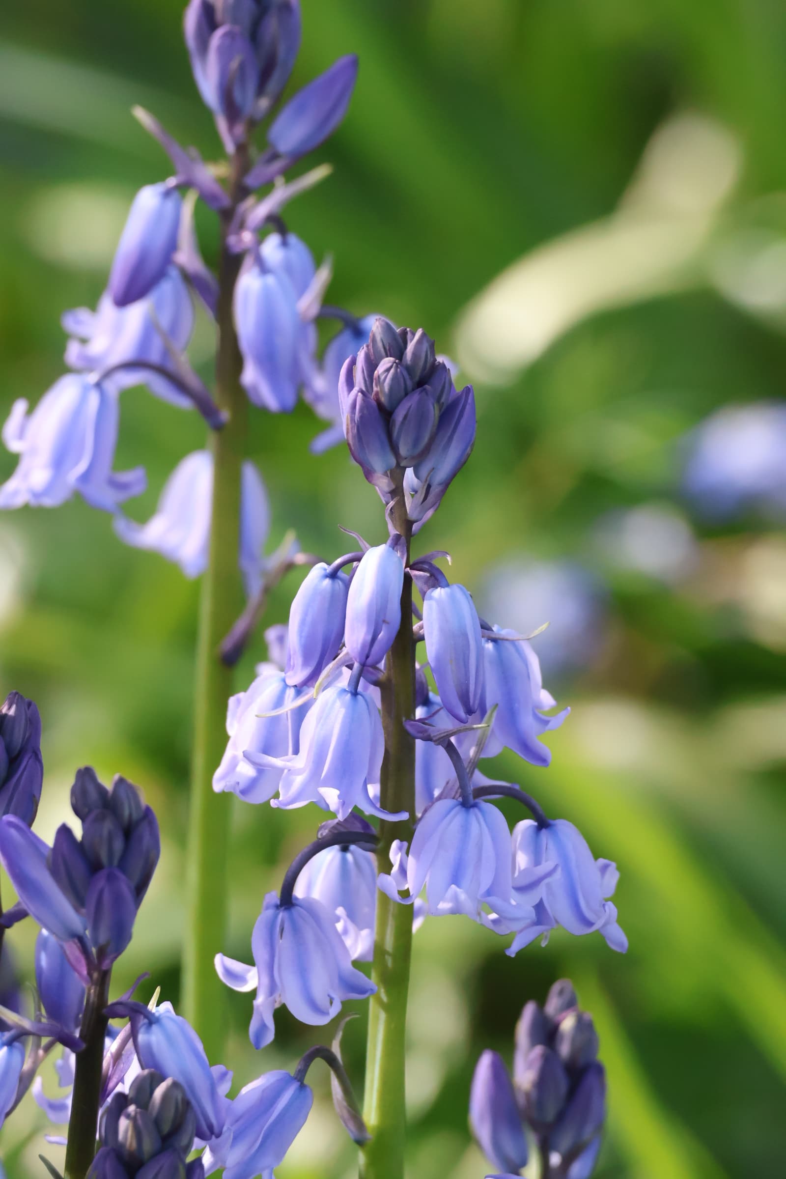 Flower 490