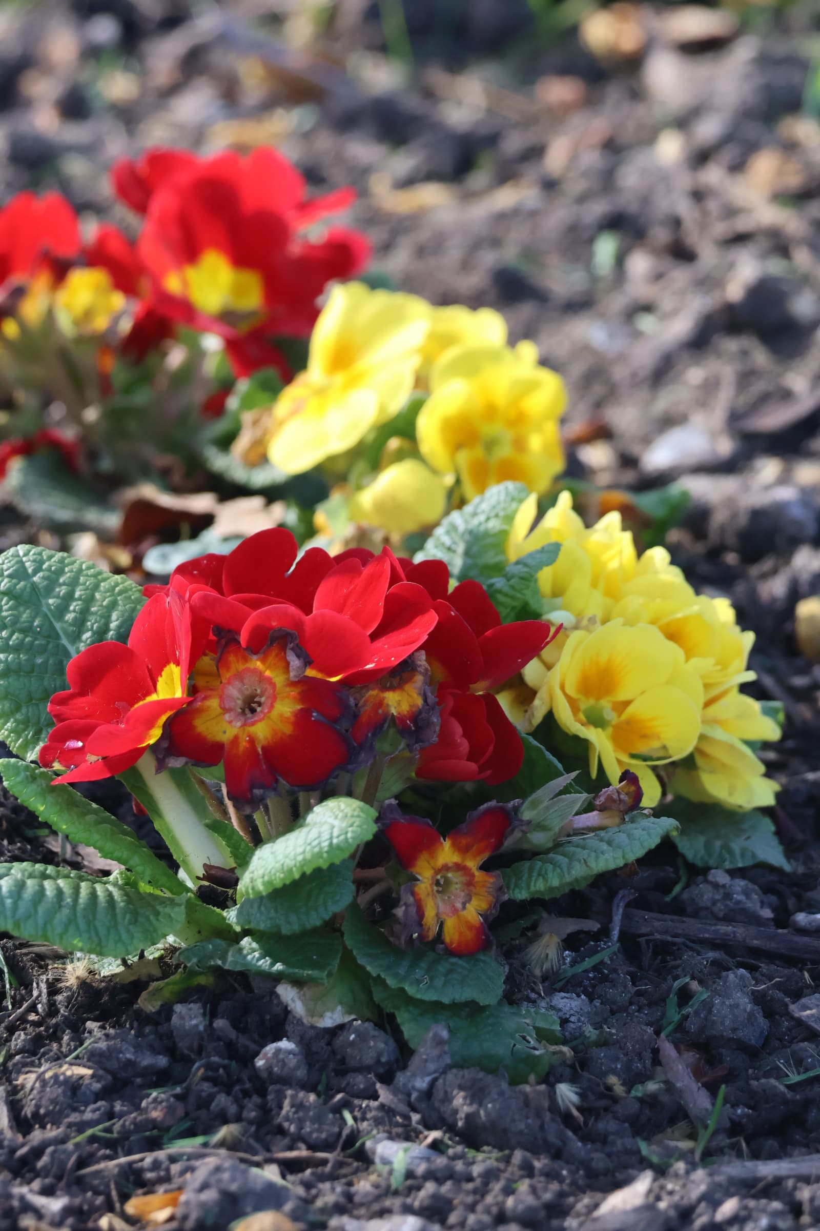 Flower 382