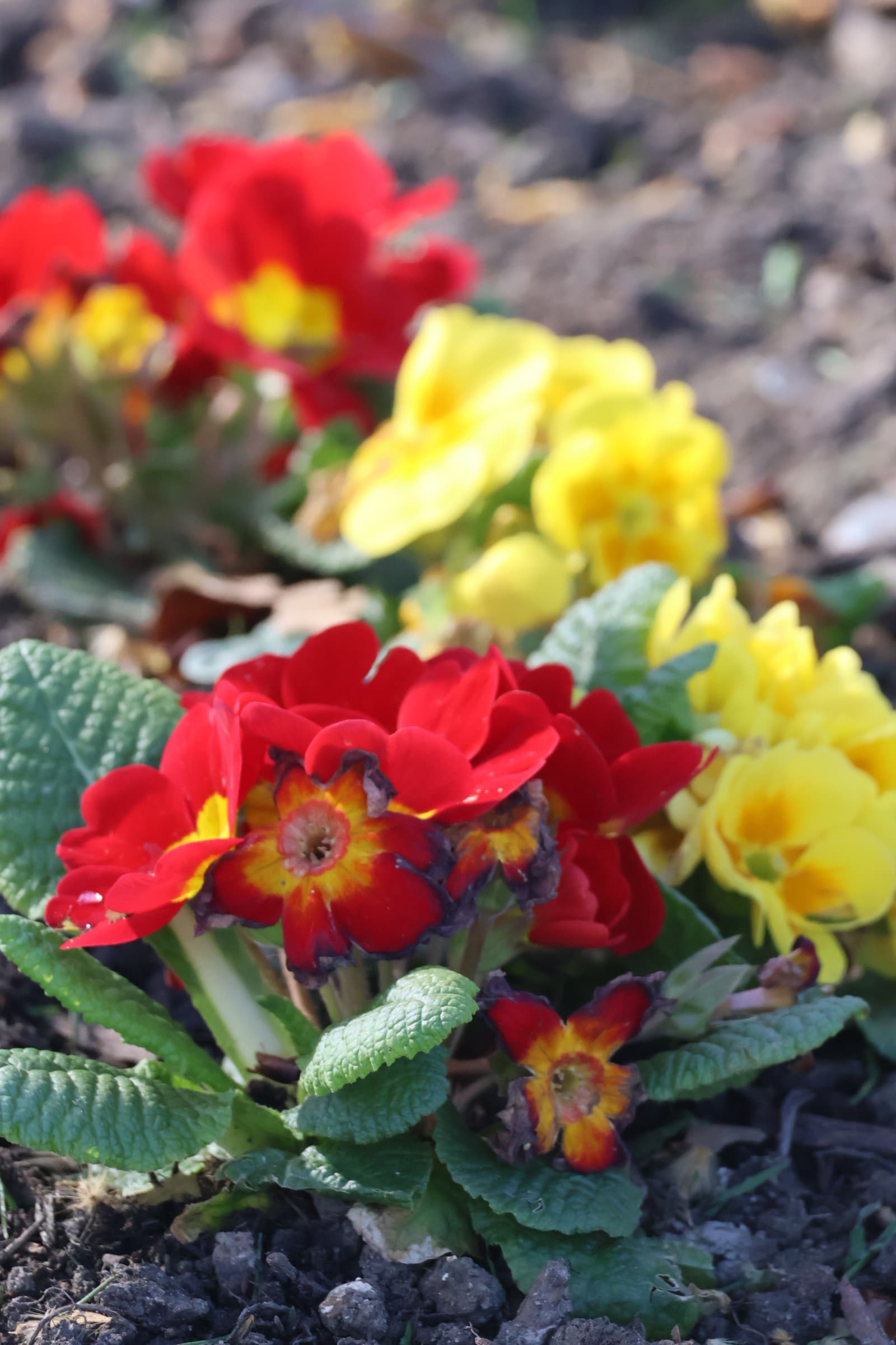 Flower 277