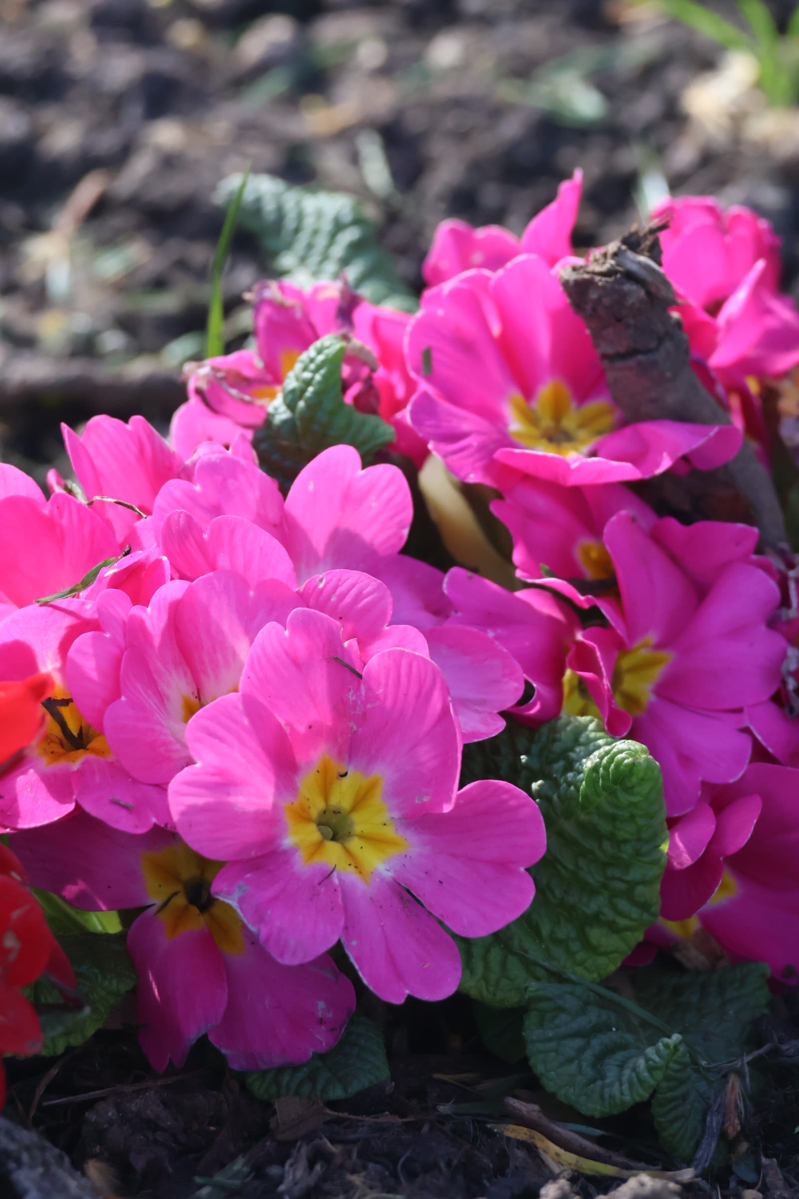 Flower 65