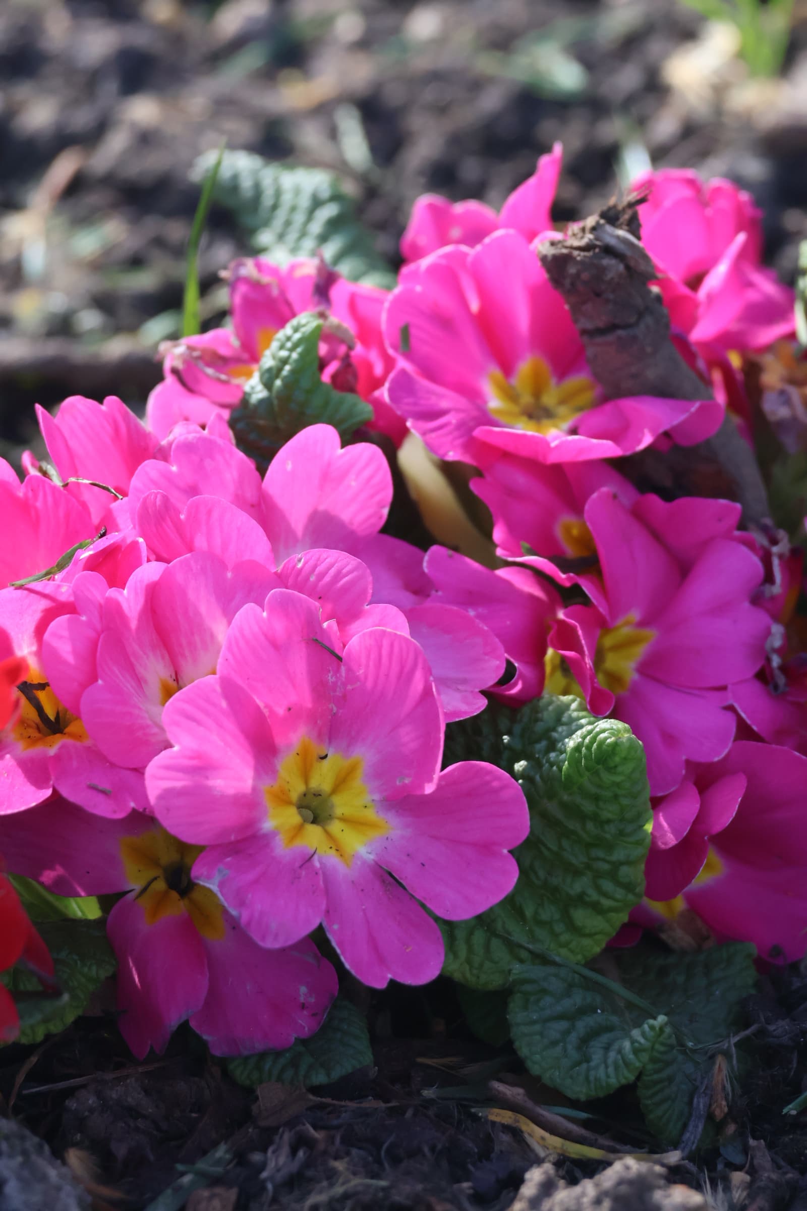 Flower 20