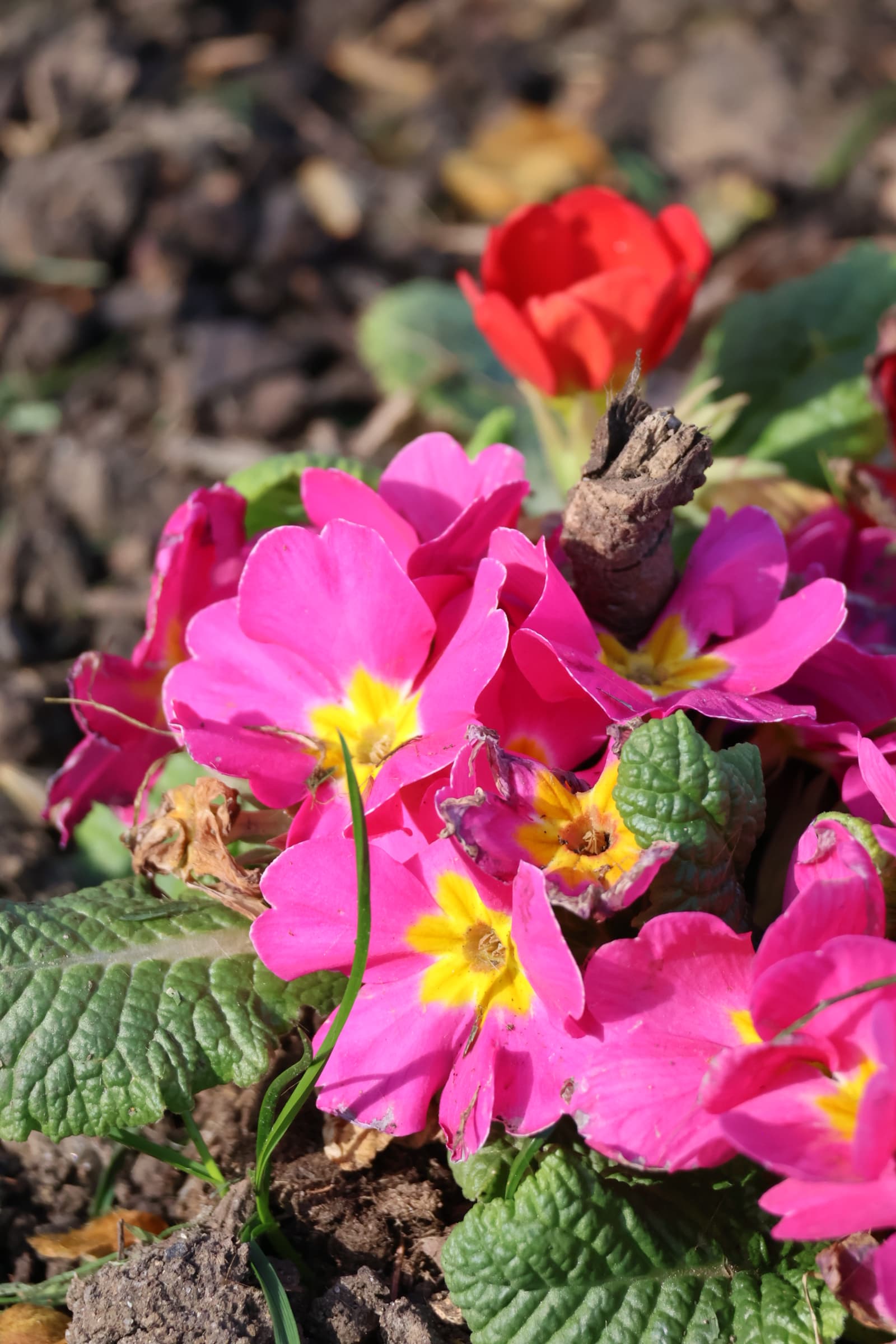 Flower 127