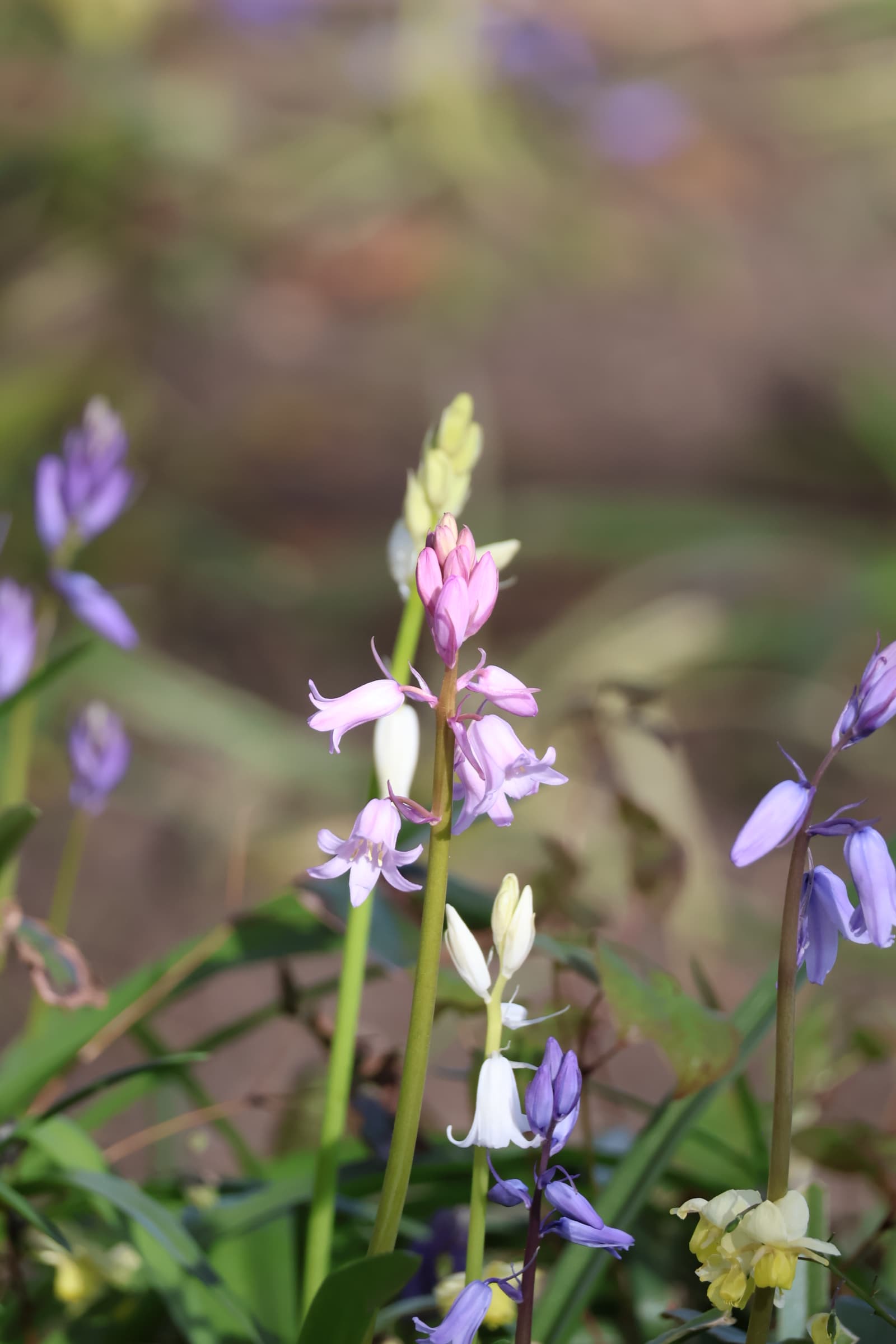 Flower 282