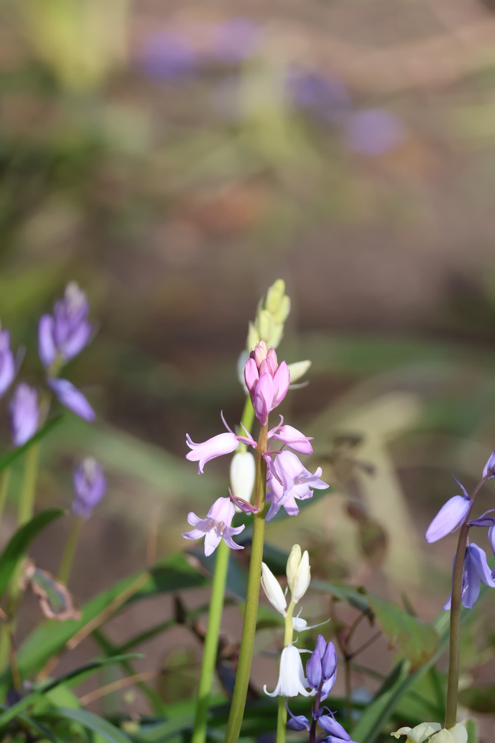Flower 38