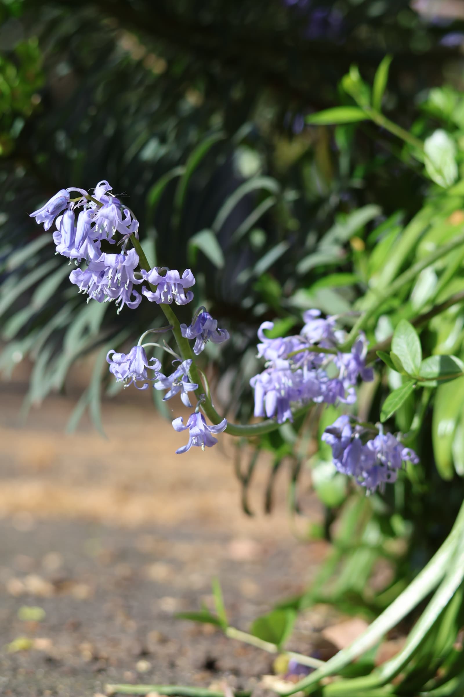 Flower 440