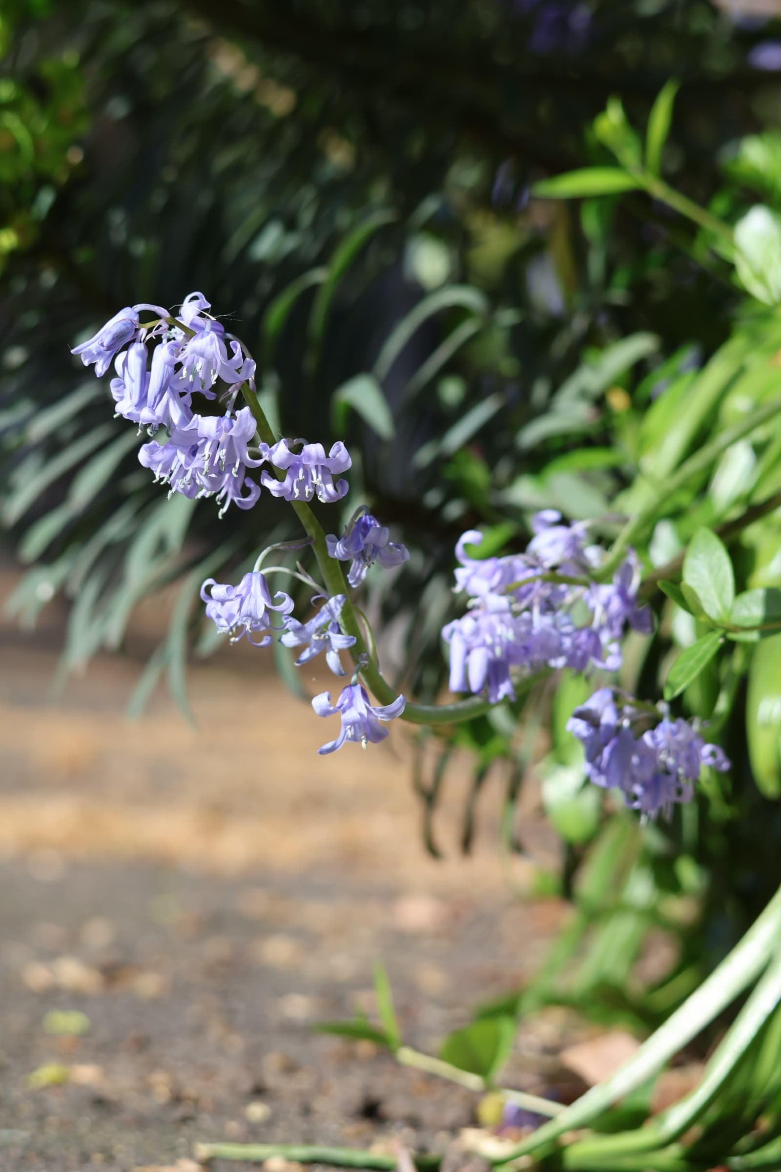 Flower 237