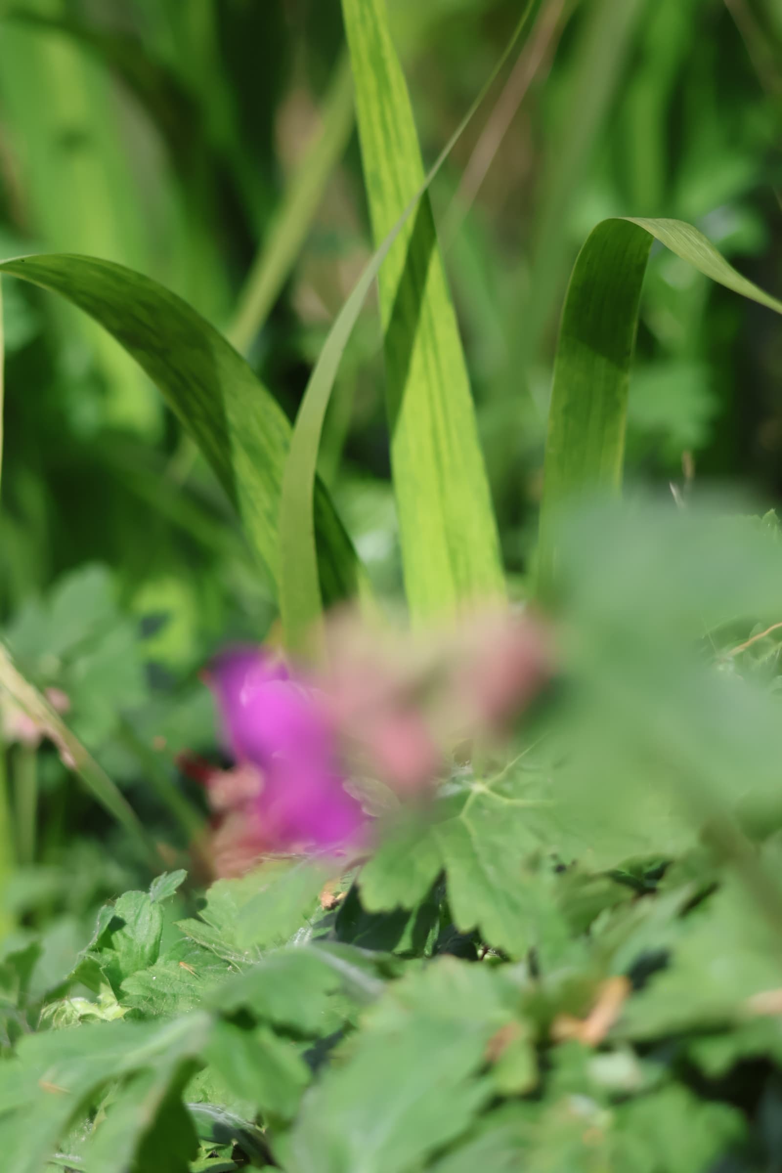 Flower 151
