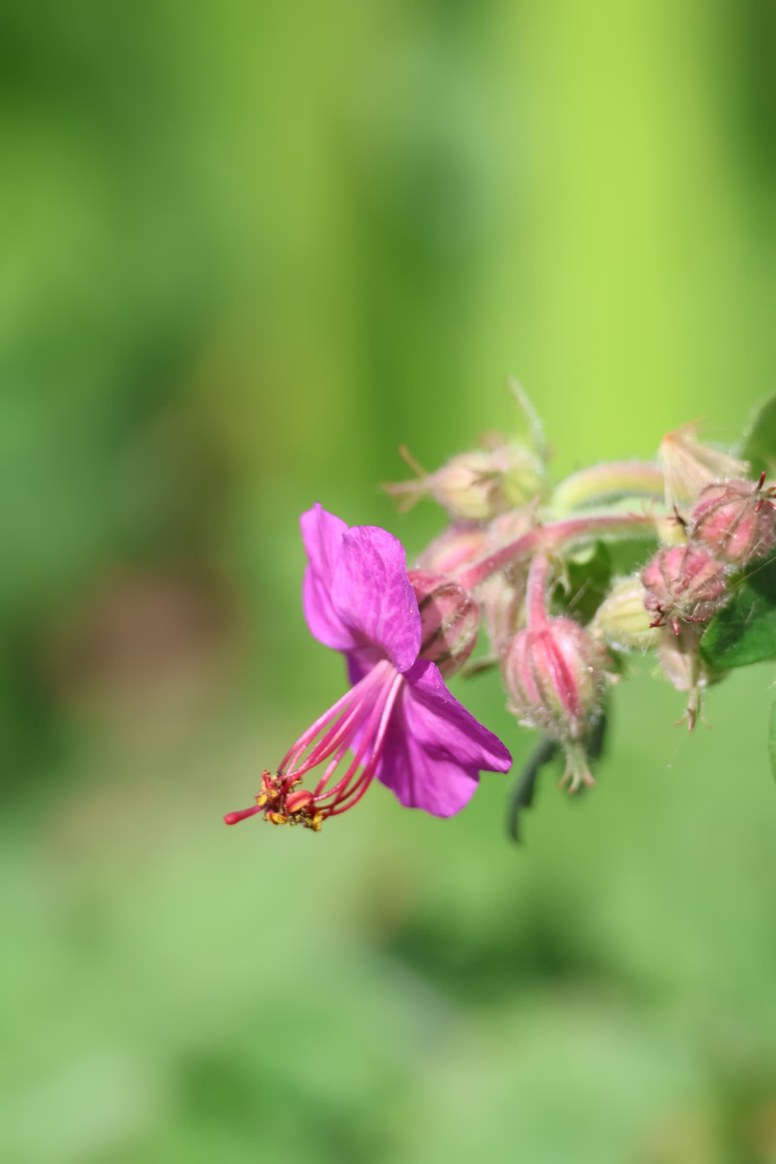 Flower 5
