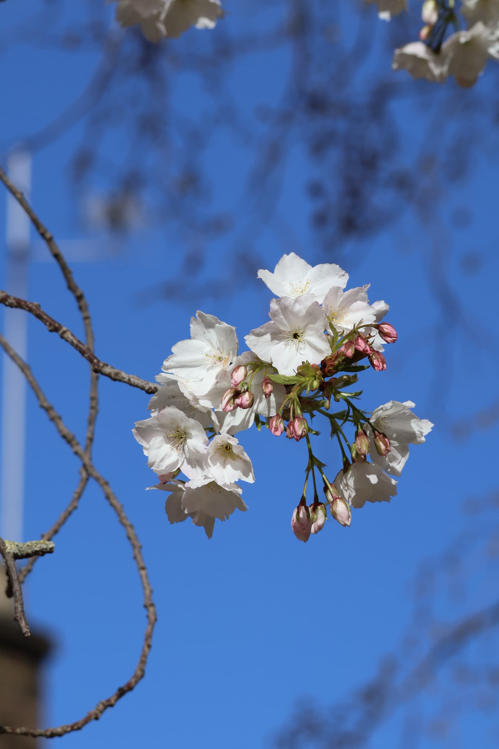 Flower 531