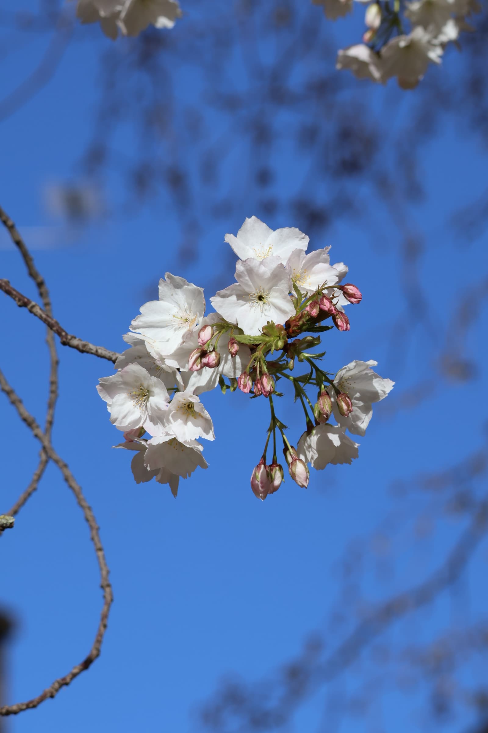 Flower 144